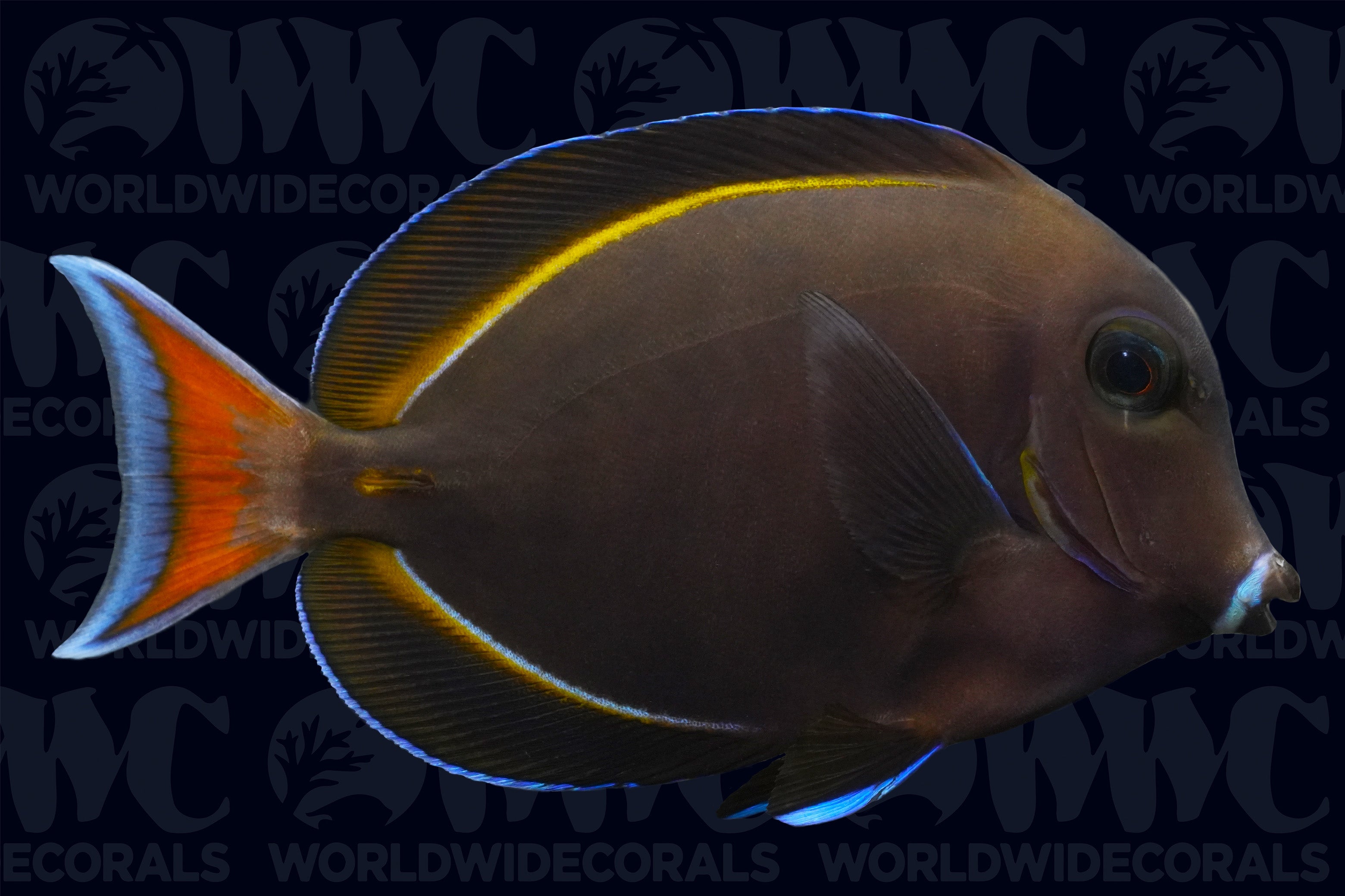 Hybrid Achilles- White Cheek Tang - Tahiti