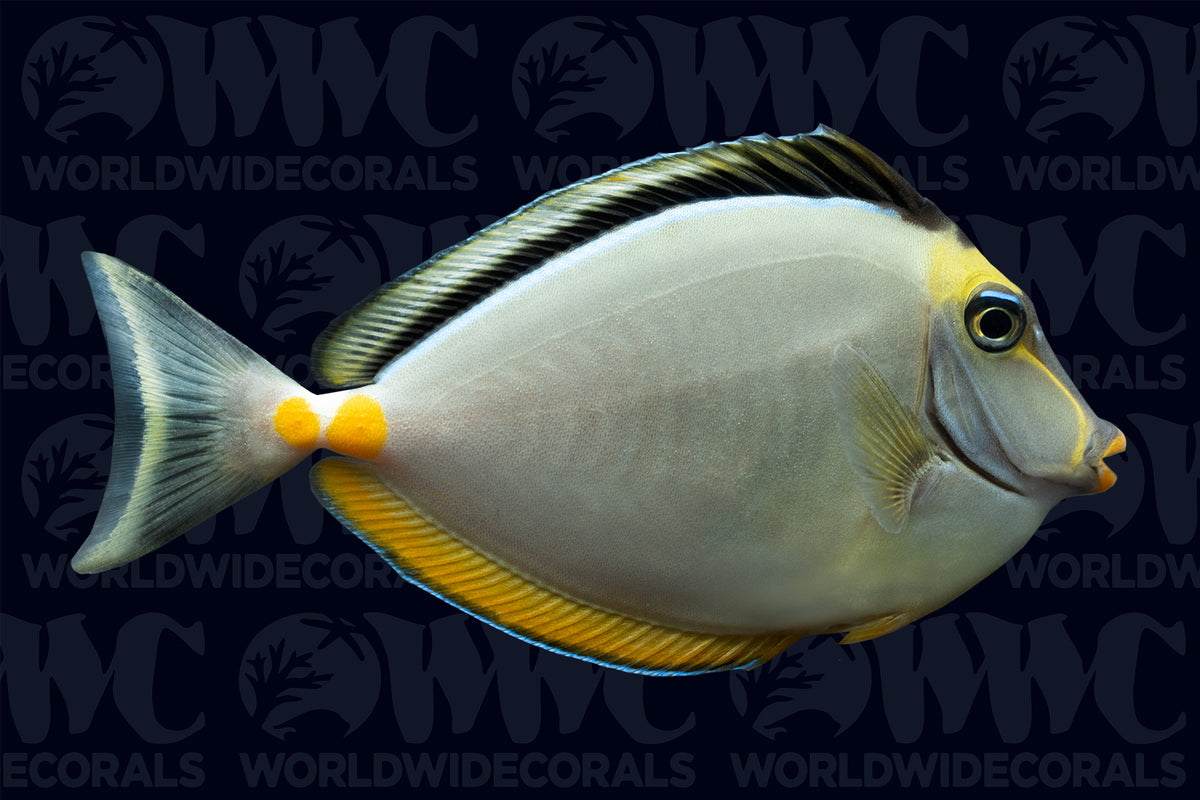 Naso Tang - Fiji