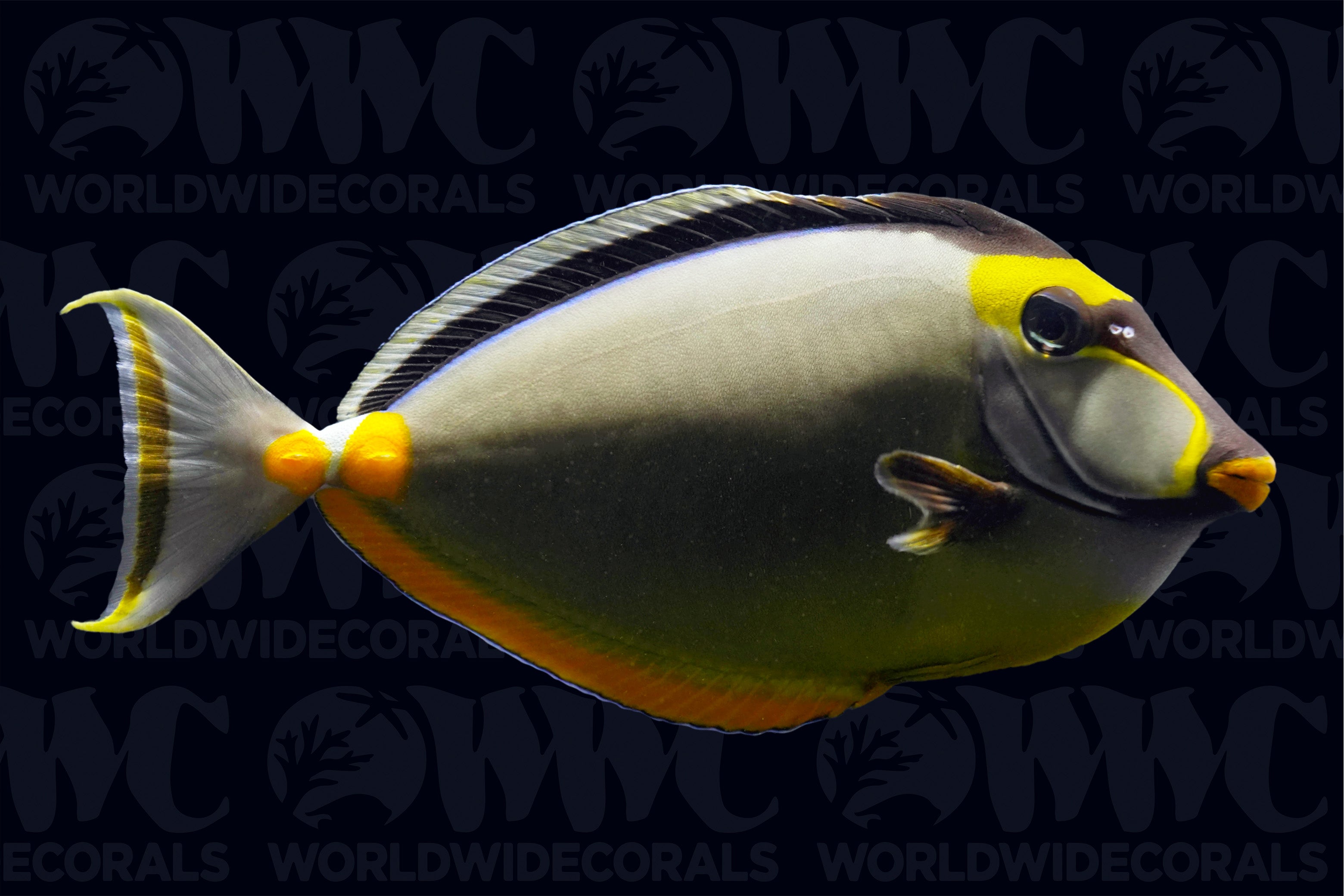 Naso Tang - Philippines