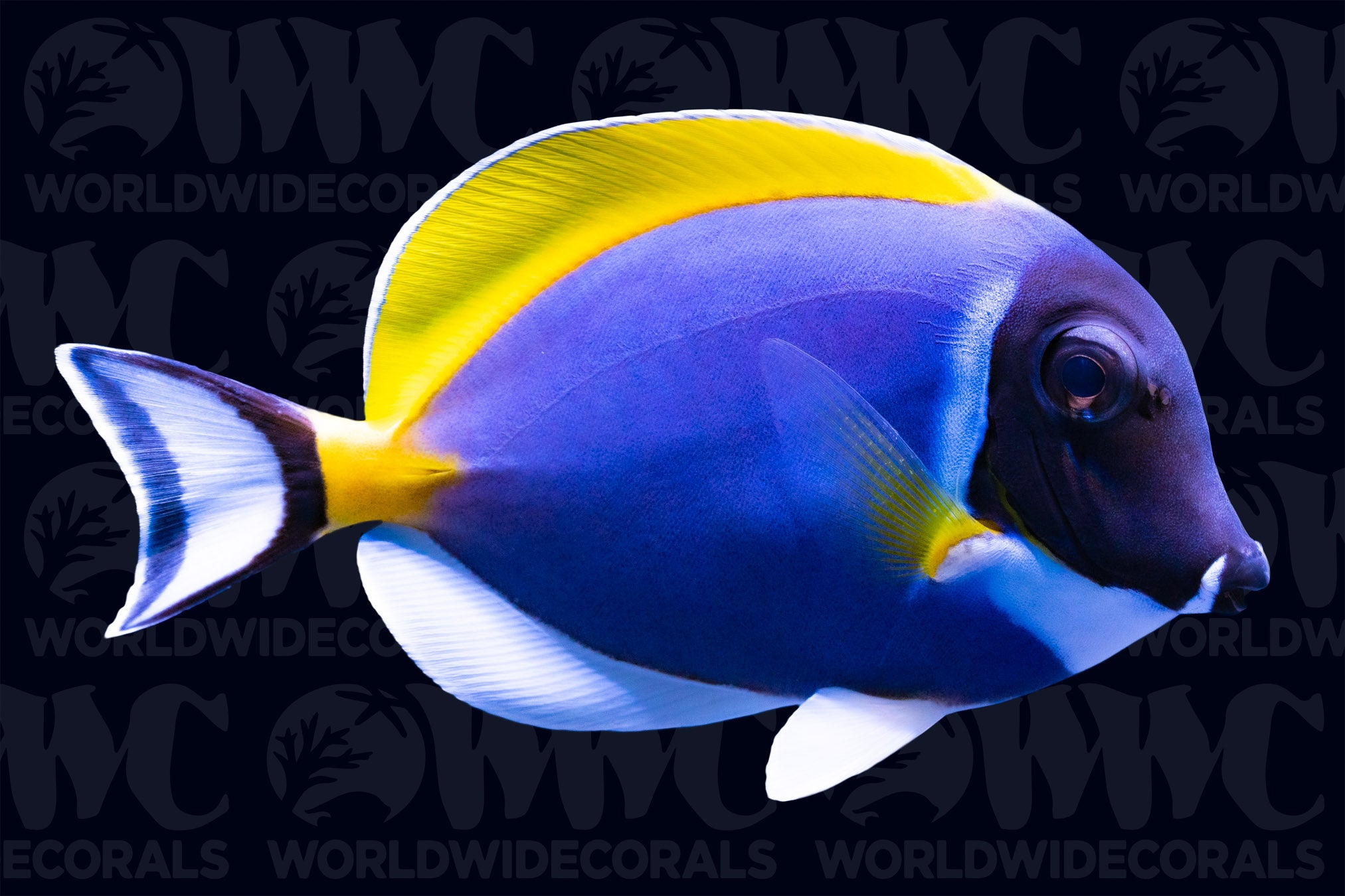 Powder Blue Tang - Sri Lanka