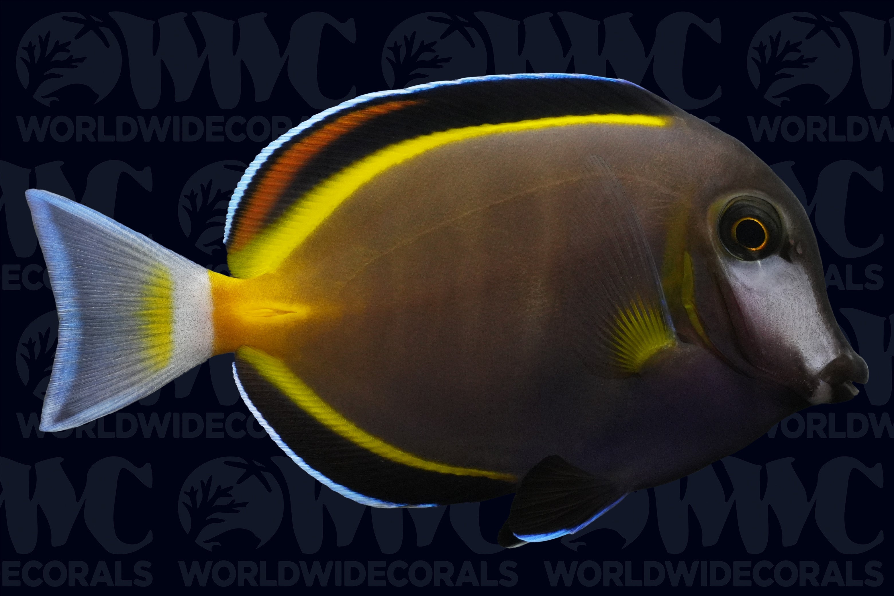 Powder Brown Tang - Philippines