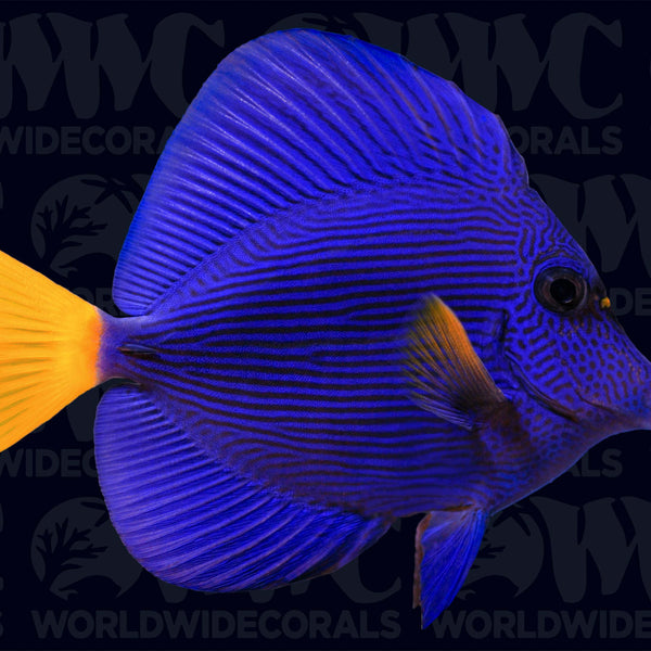 Purple Tang - Djibouti