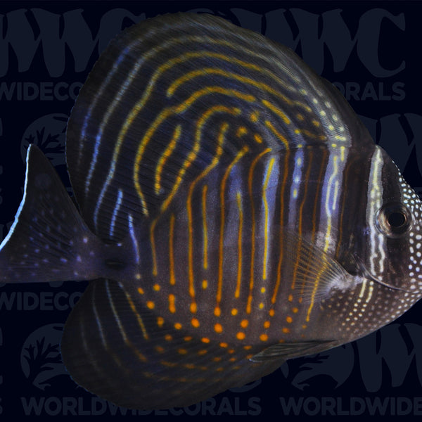 Desjardinii Sailfin Tang - Kenya