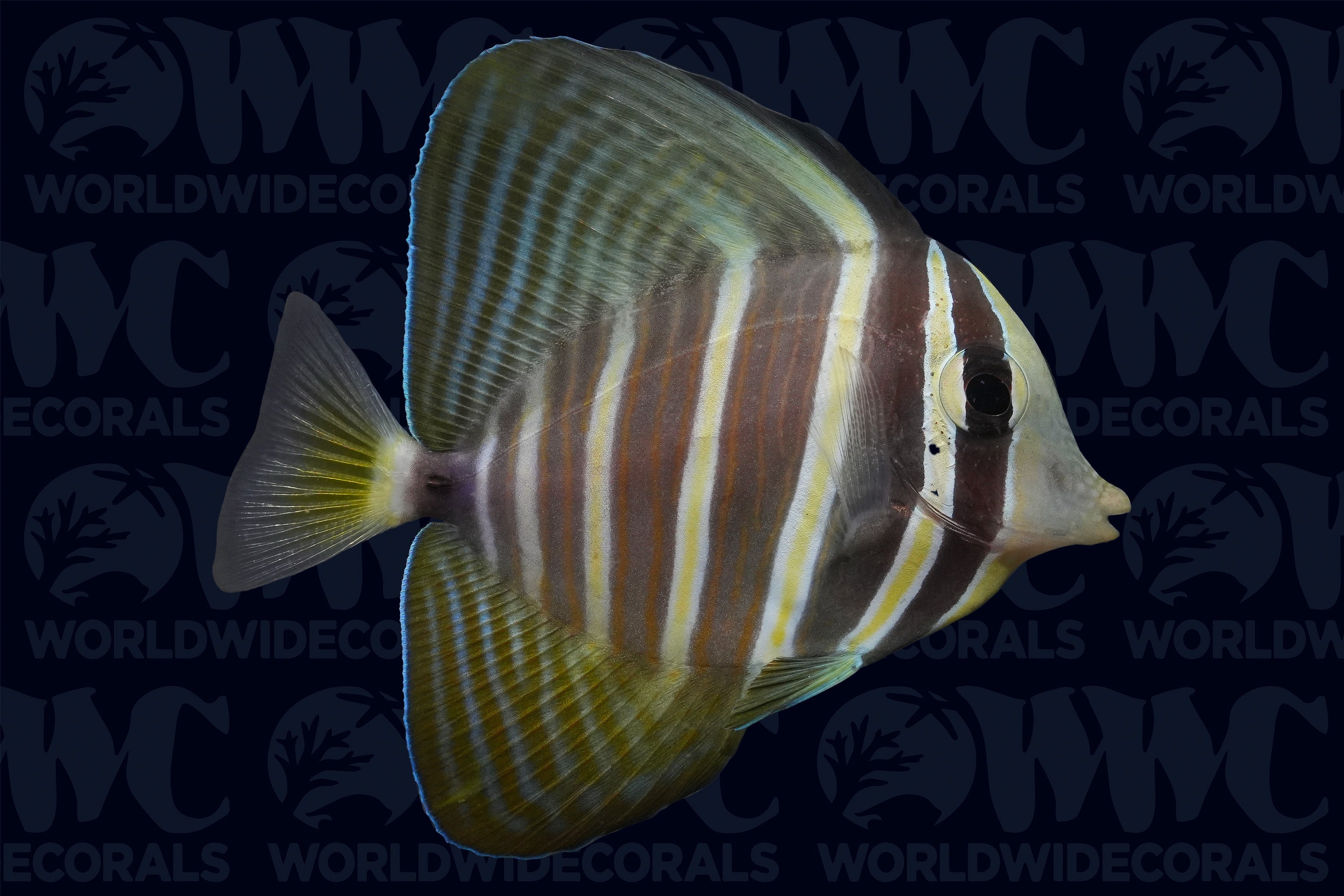 Sailfin Tang - South Pacific