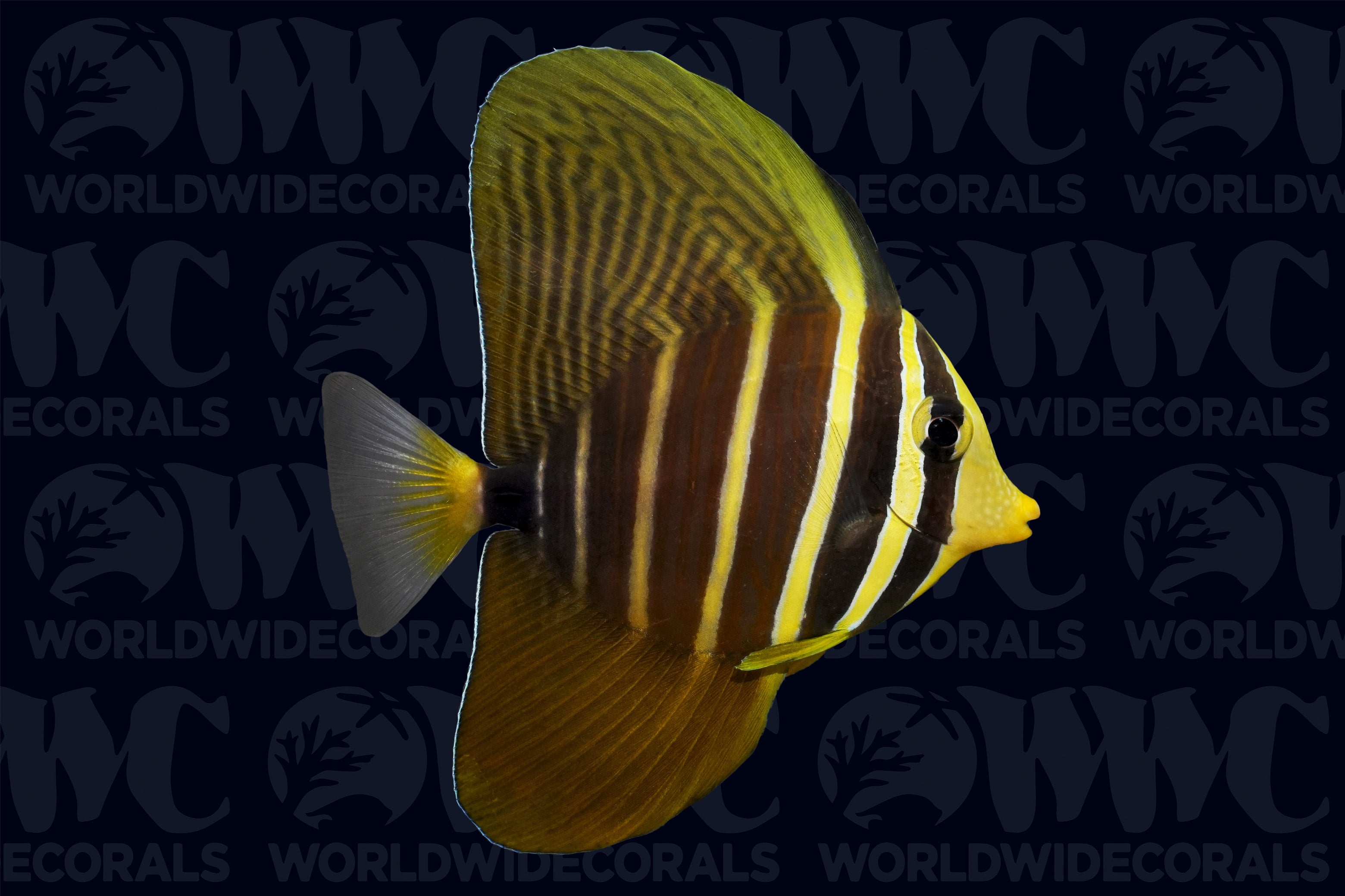 Sailfin Tang - Philippines