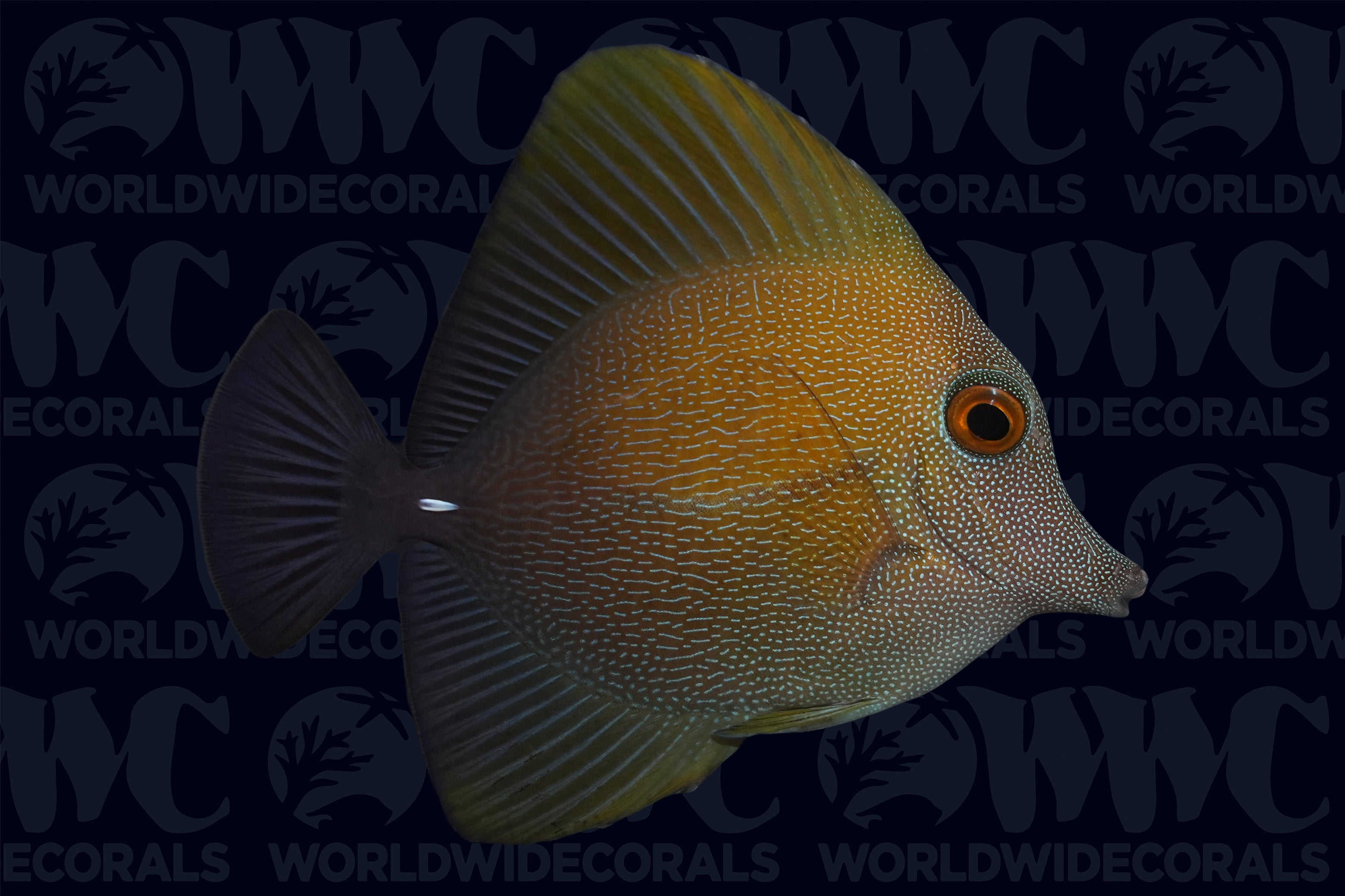 Scopas Tang - Central Pacific