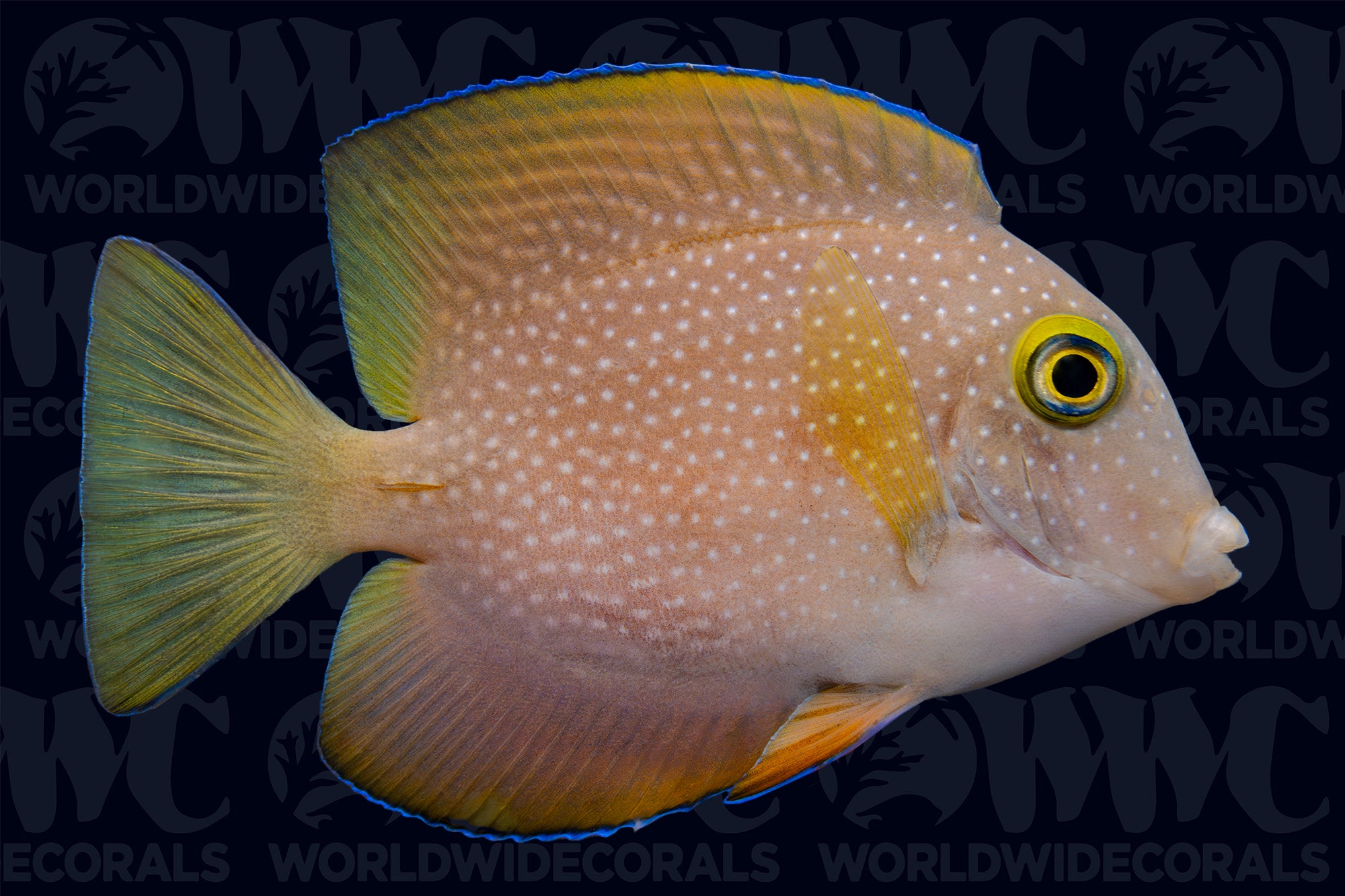 Indian Gold Ring Bristletooth Tang - Maldives