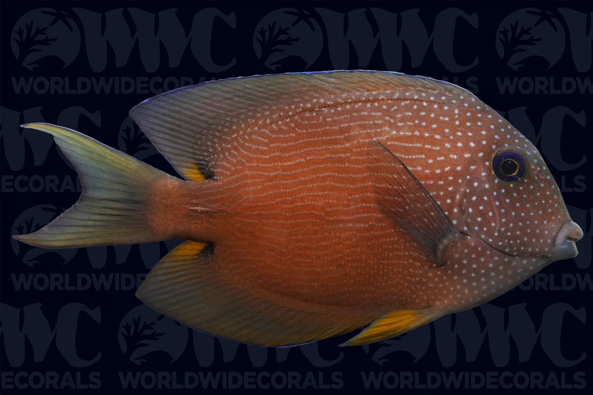 Tangs for Sale, Saltwater Aquarium Fish
