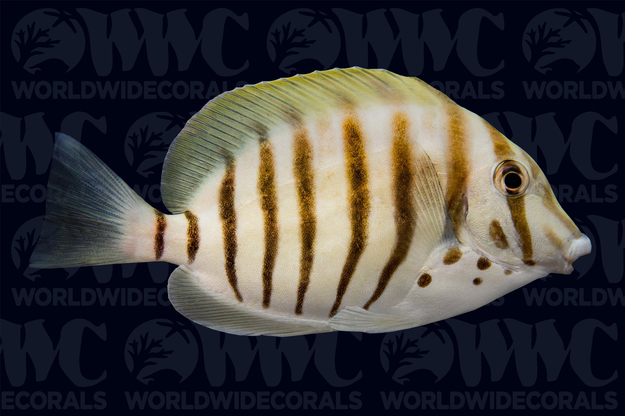 Zebra Black-Barred Tangs - Mauritius