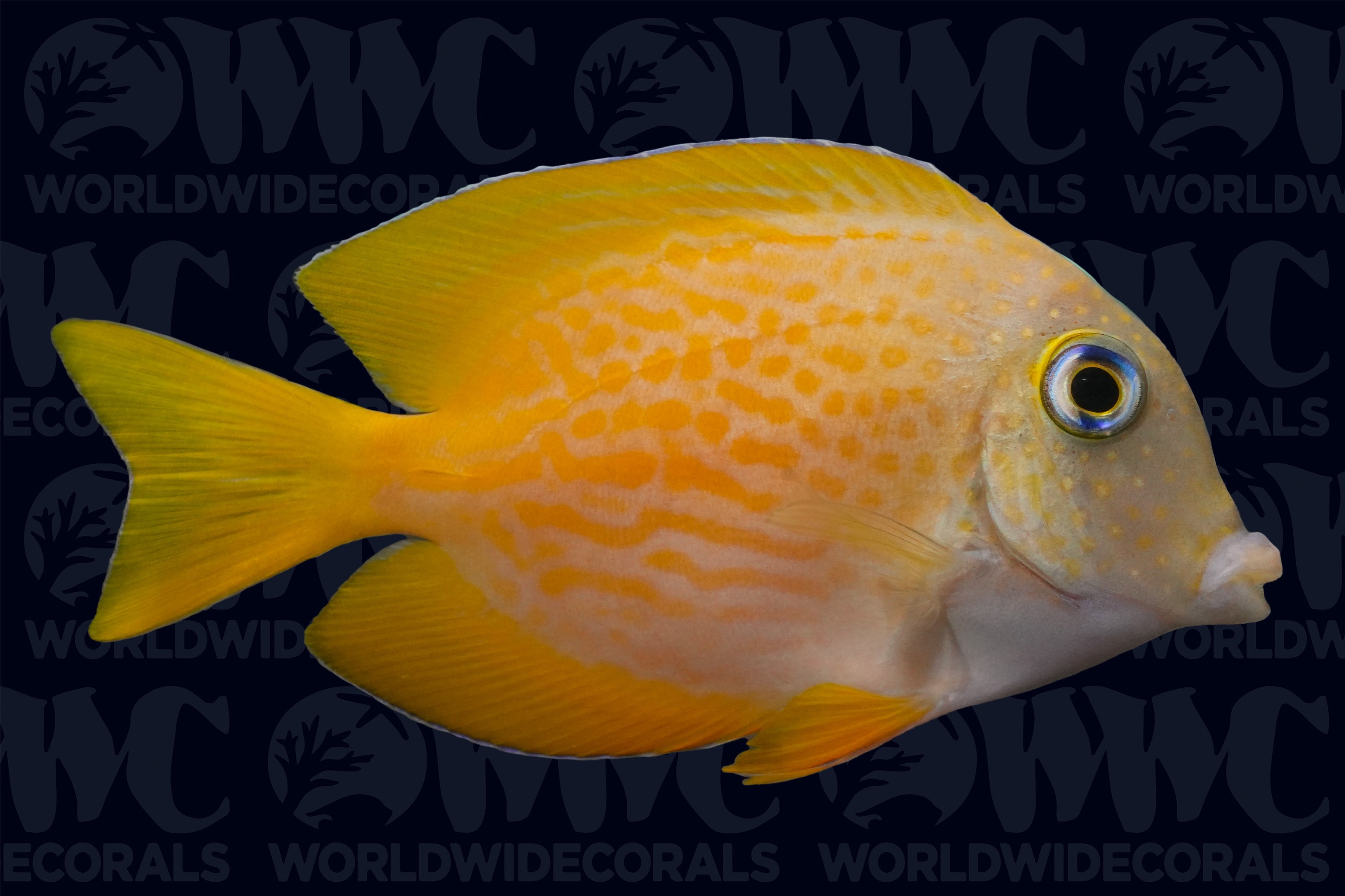 Short Tail Bristletooth Tang - Central Pacific