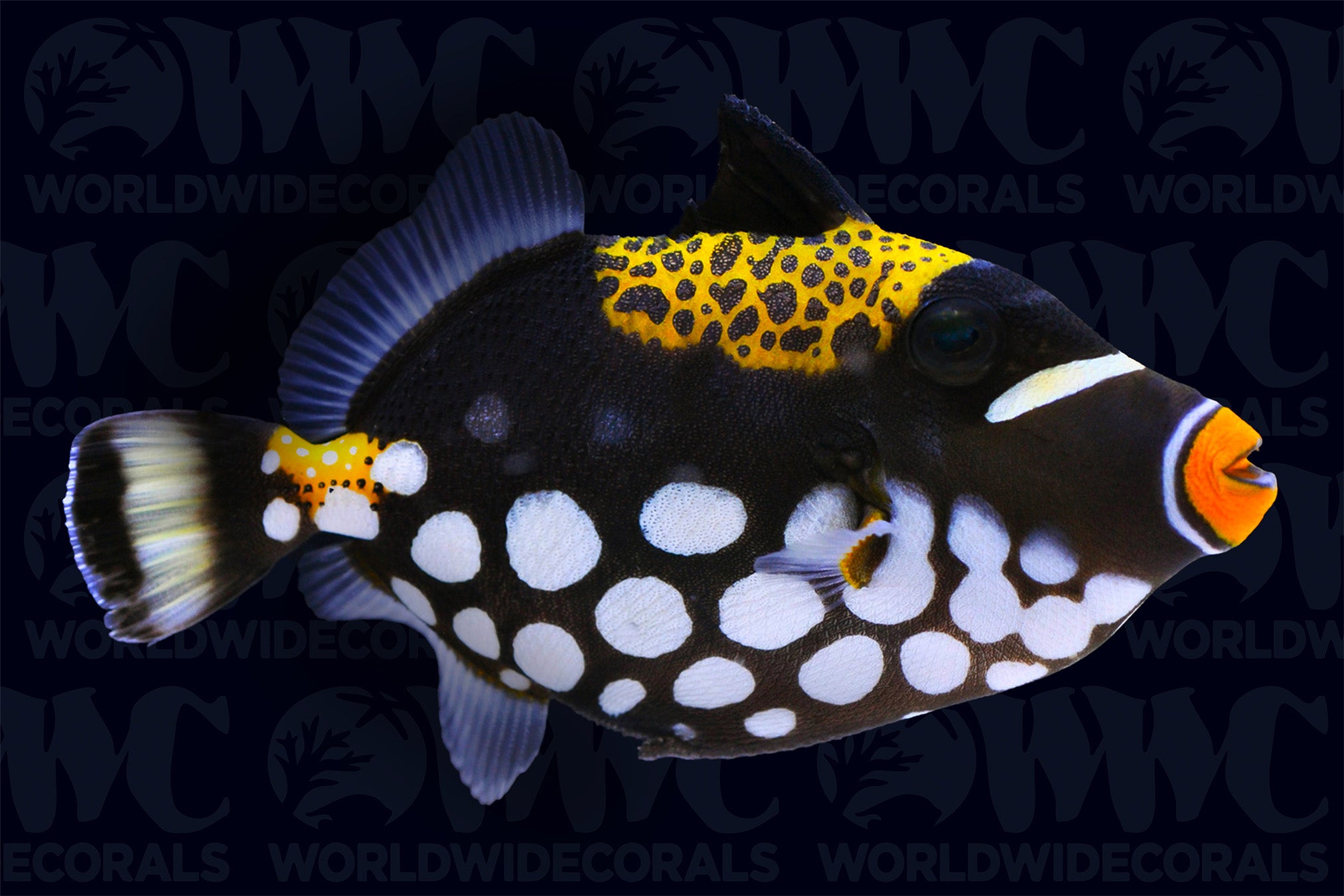 Clown Triggerfish - Sri Lanka