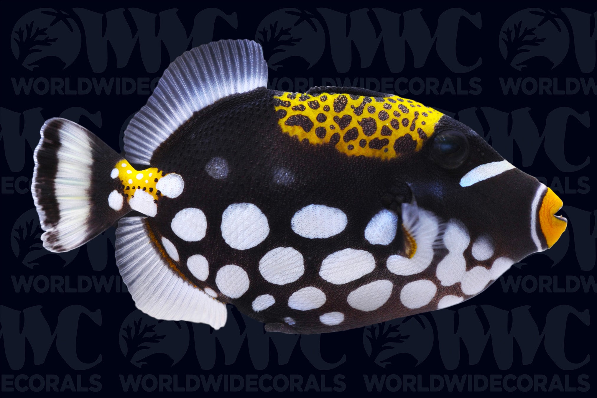 Clown Triggerfish - Philippines