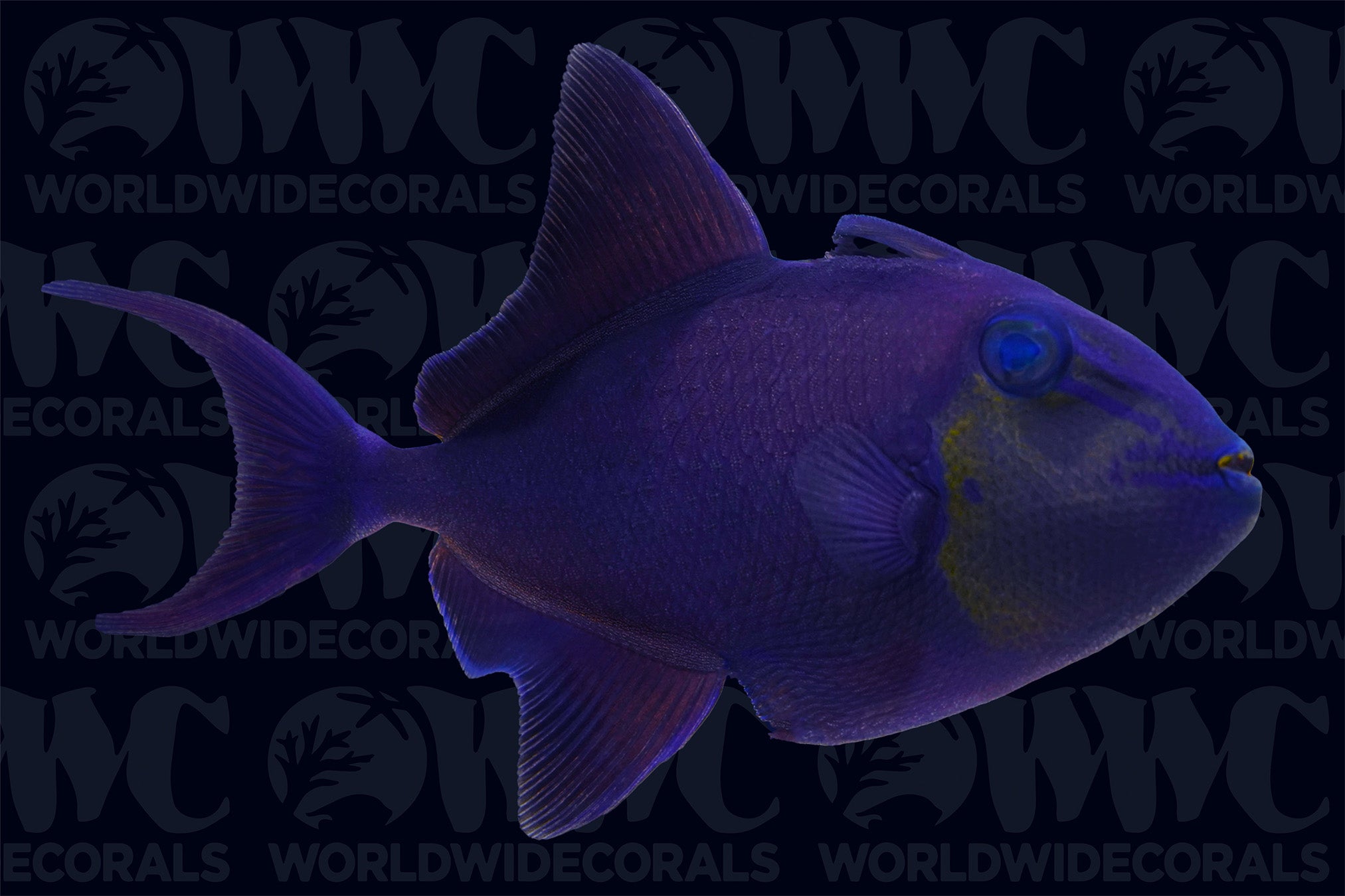 Red-Toothed Triggerfish - Philippines