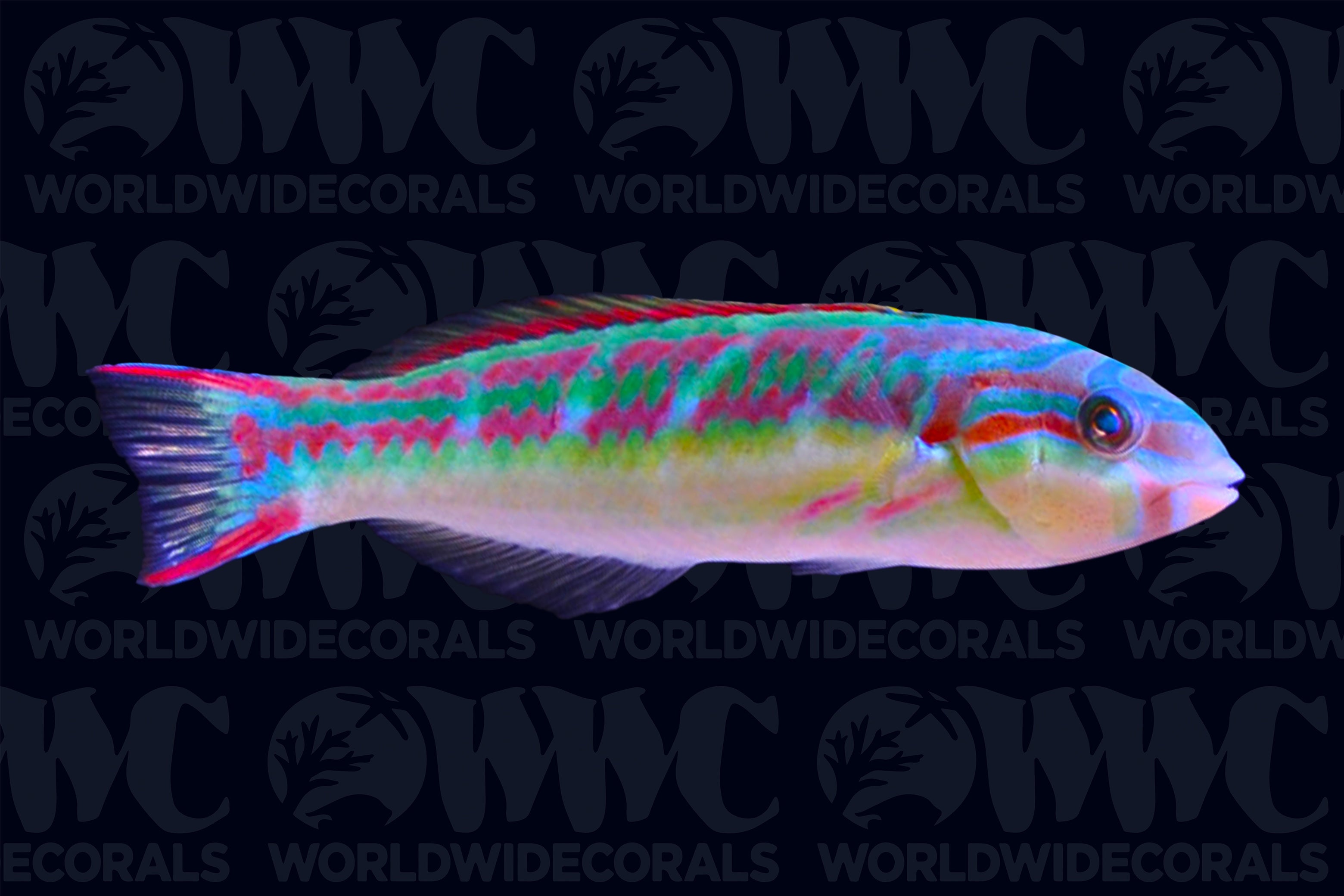 Pinkface Wrasse - Maldives