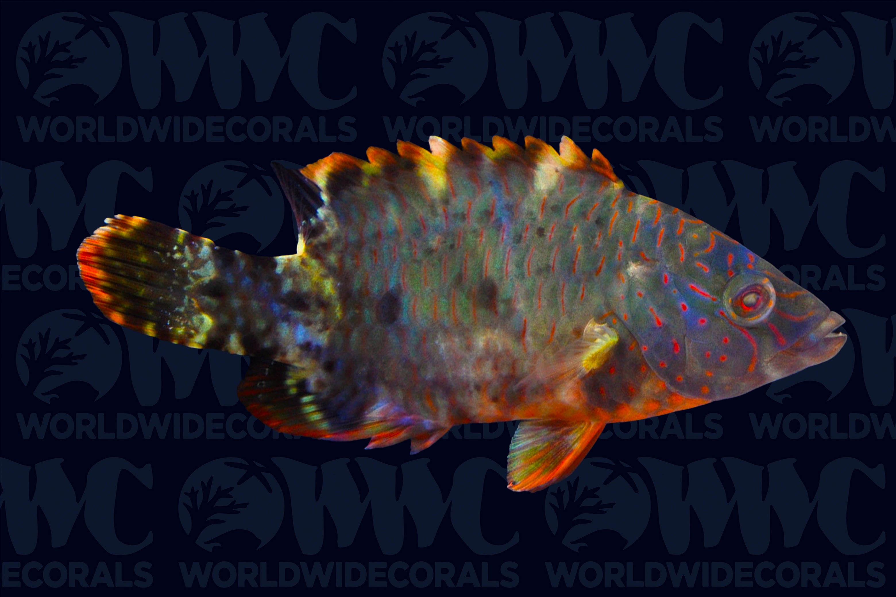 Tripletail Maori Wrasse - Indonesia