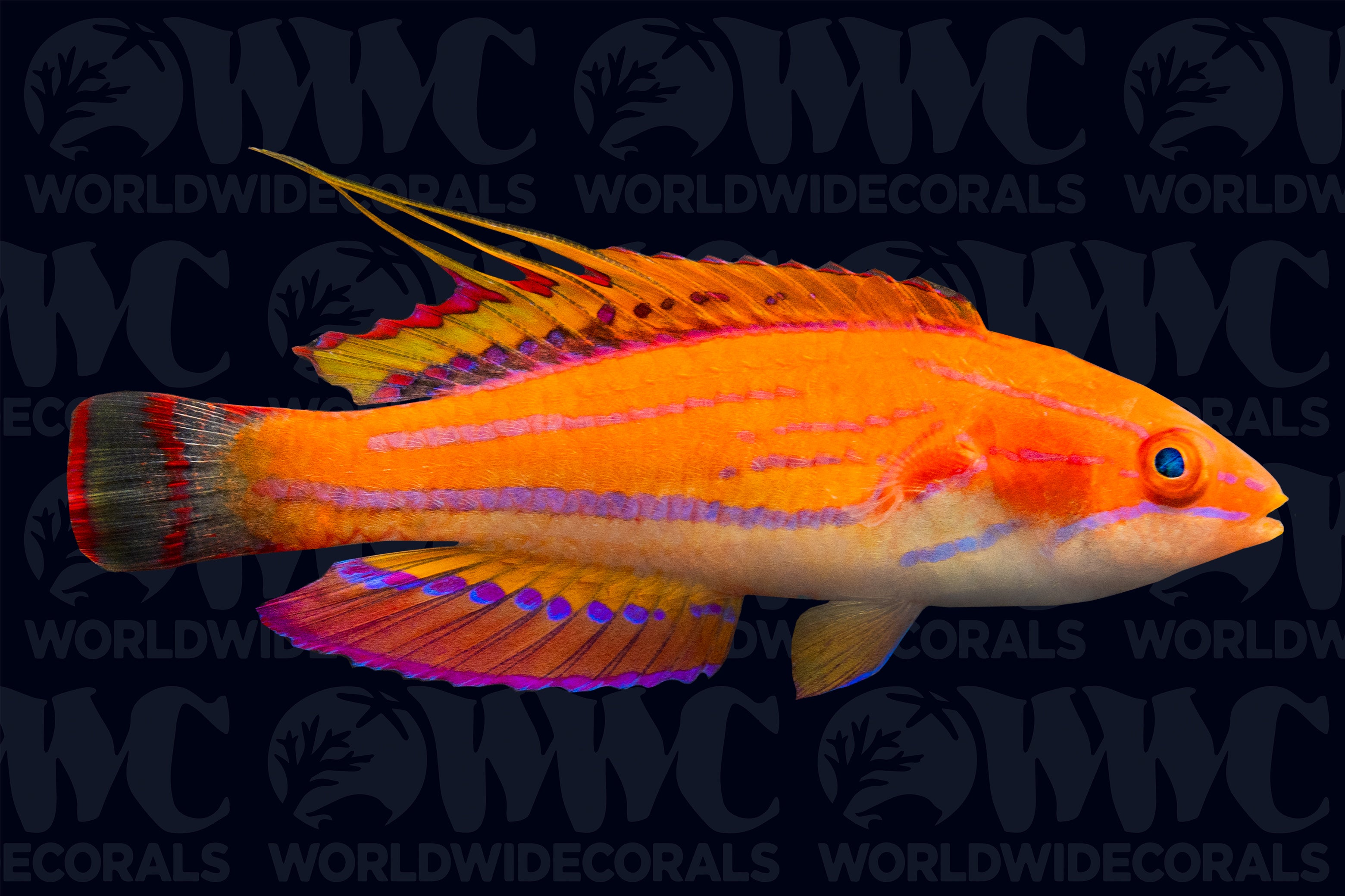 Carpenter's Flasher Wrasse - Male - Philippines