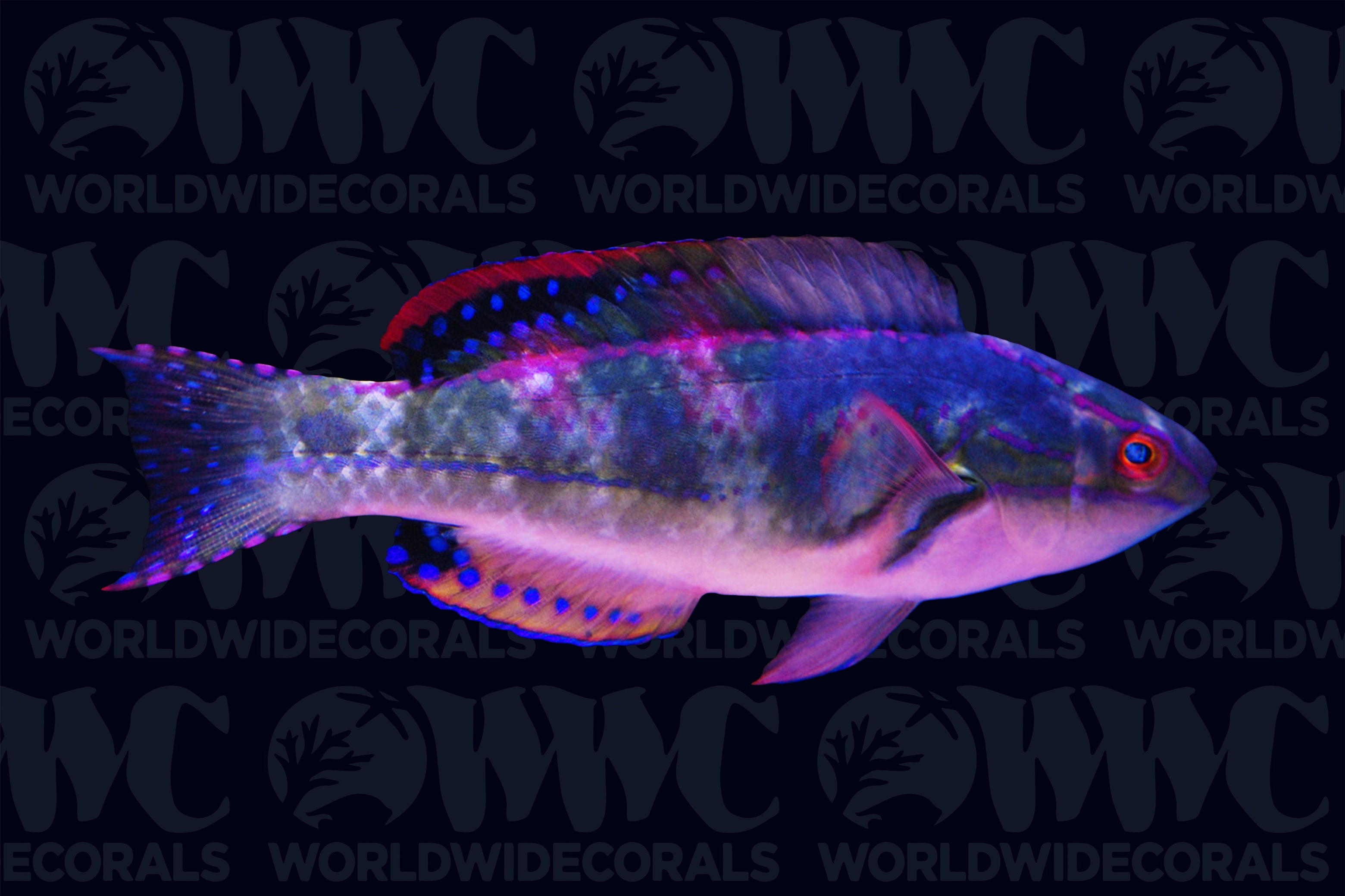 Exquisite Fairy Wrasse - Maldives