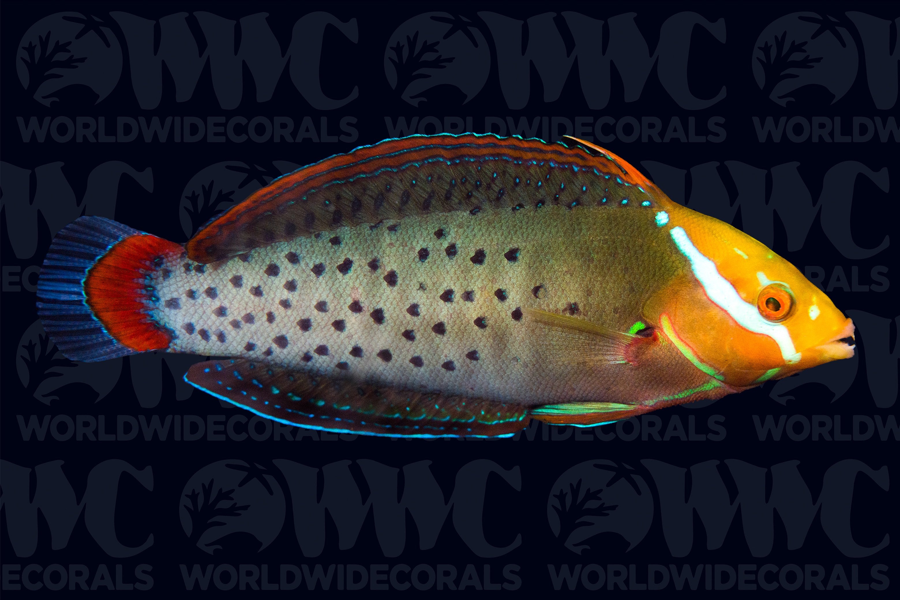 Formosa Wrasse - Adult  - Sri Lanka