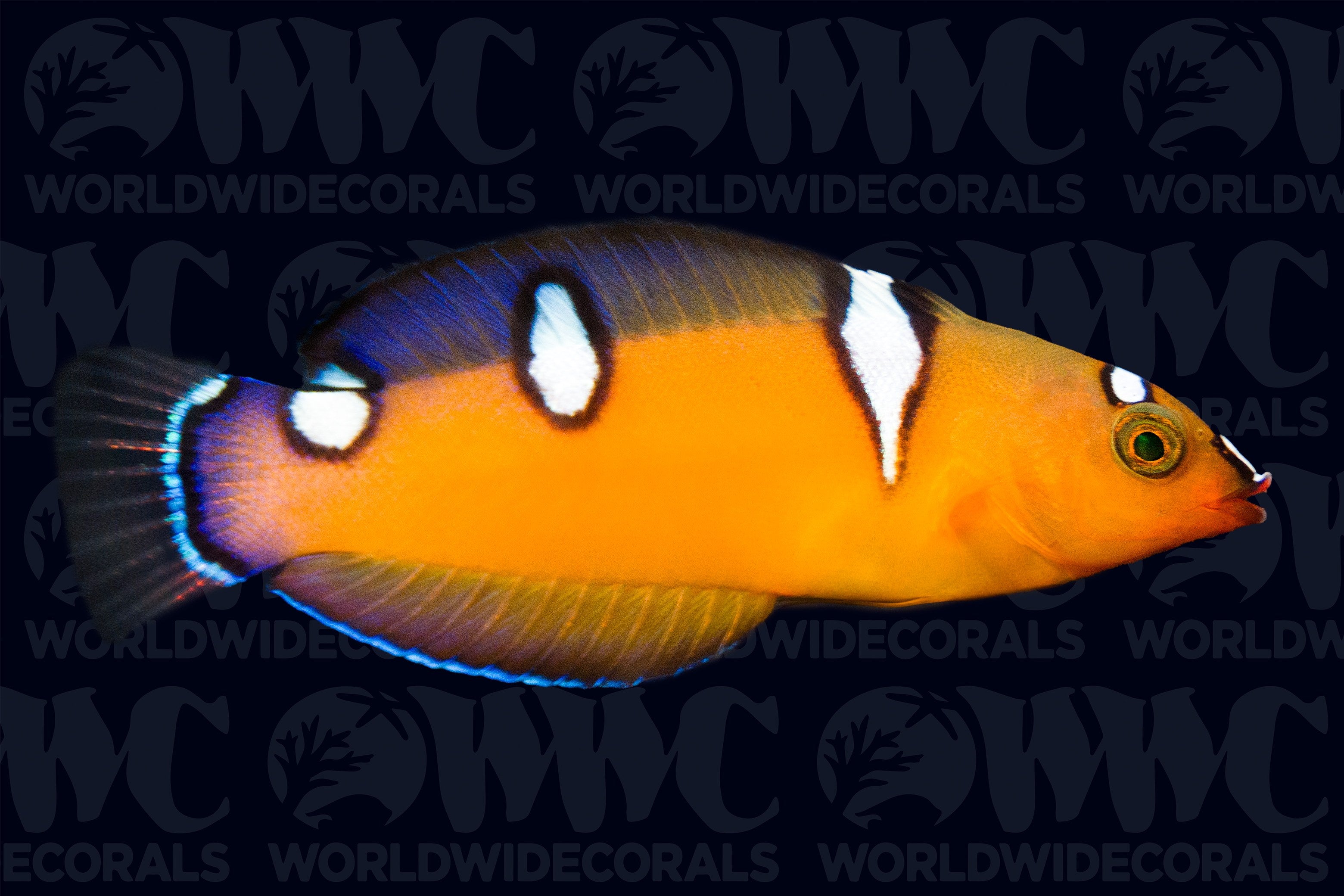 Formosa Wrasse - Juvenile - Kenya