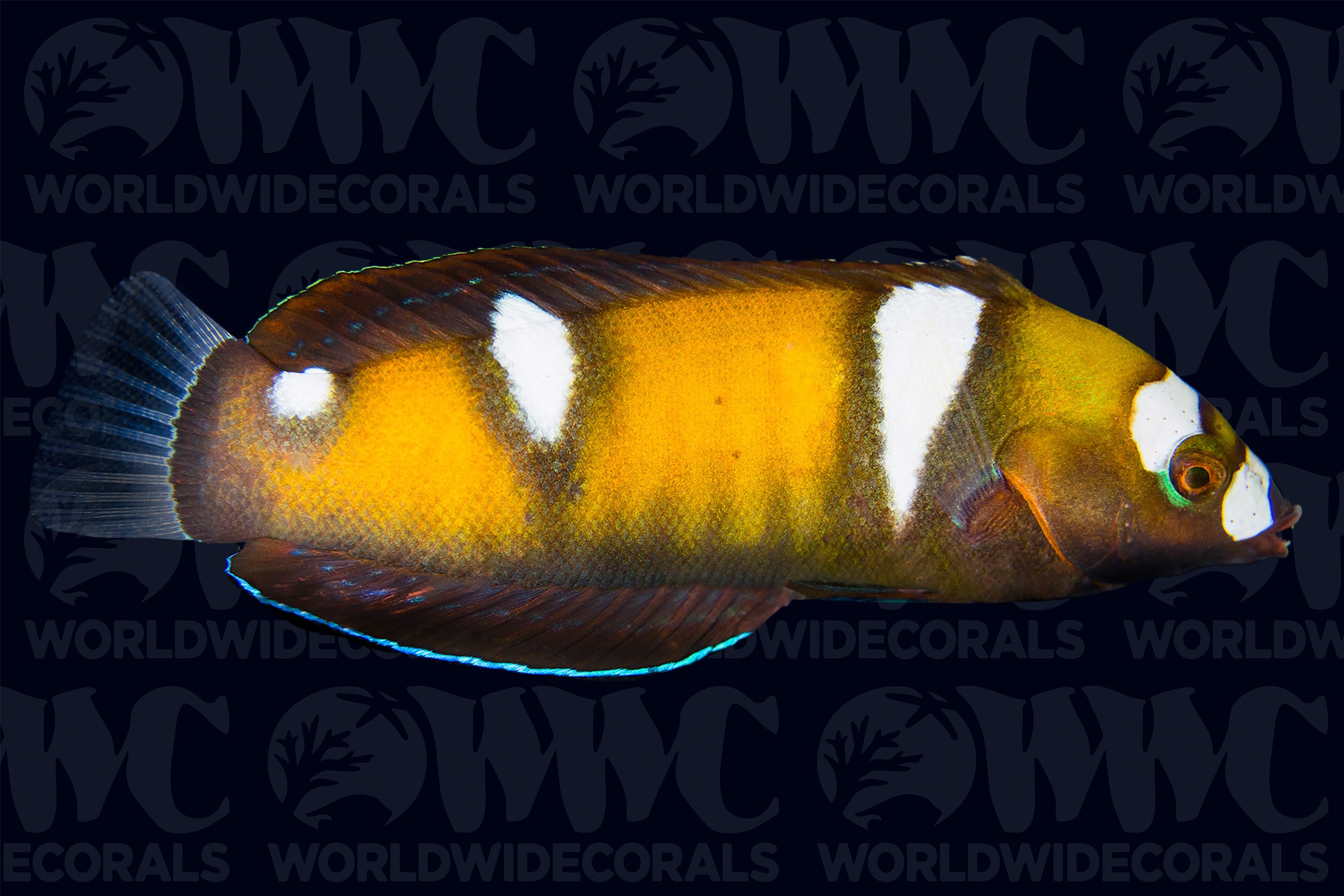 Formosa Wrasse - Juvenile  - Sri Lanka