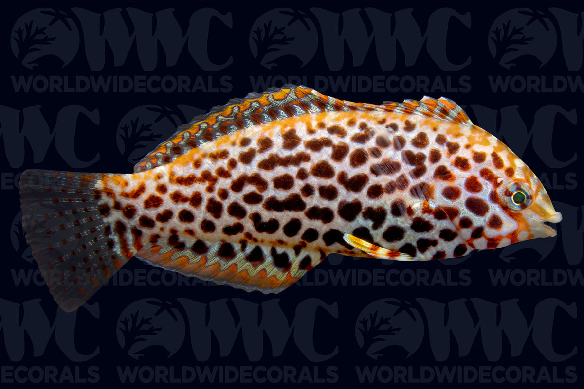 Leopard Wrasse - Fiji
