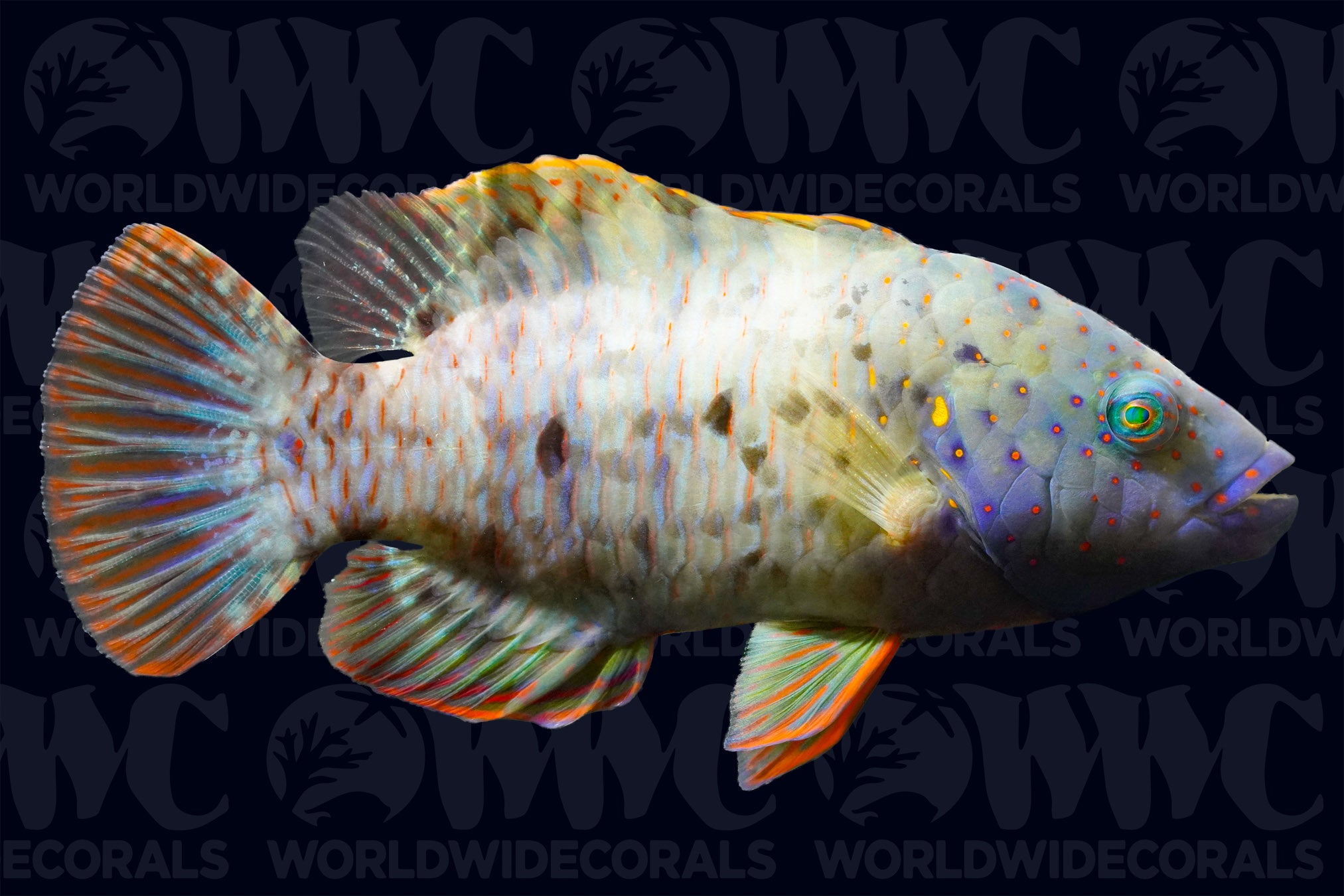 Broom Tail Wrasse - Djibouti