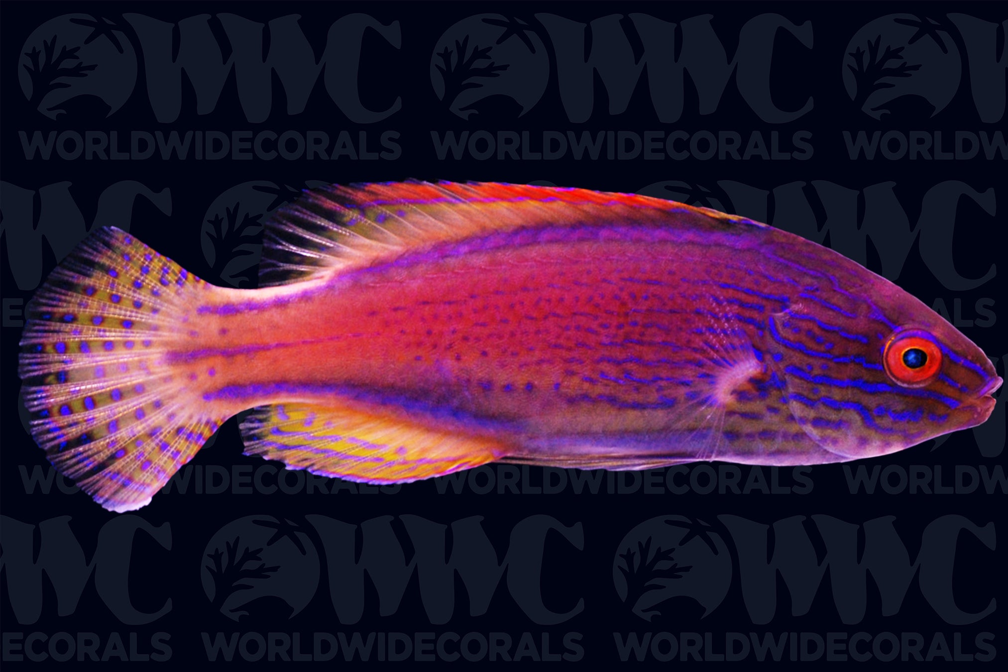 Fairy Lineatus Wrasse - Male - Melanesia