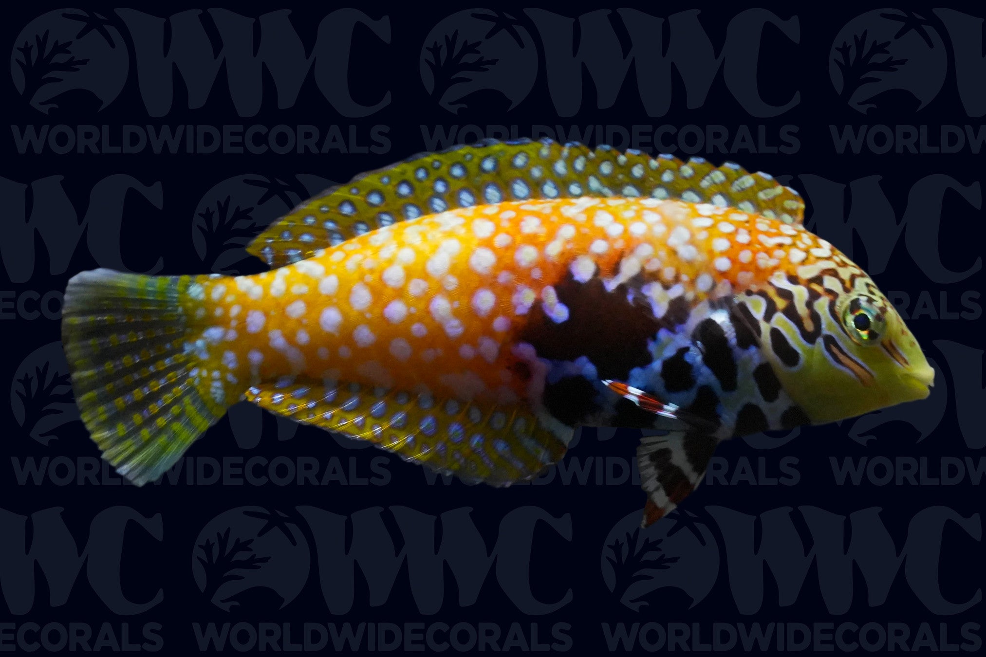 Vermiculate Leopard Wrasse - Female - Sri Lanka