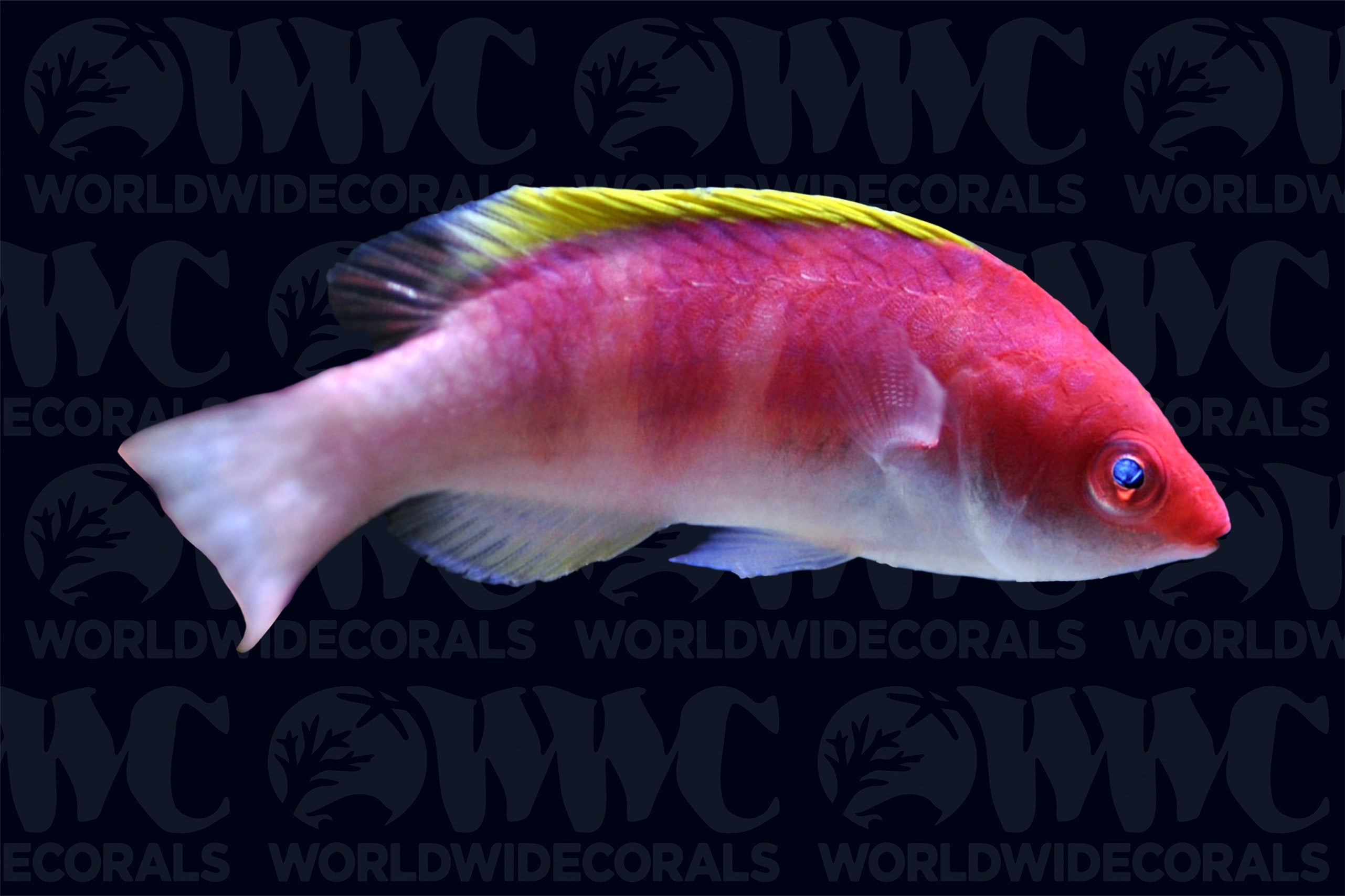 Yellow Fin Fairy Wrasse - Indonesia