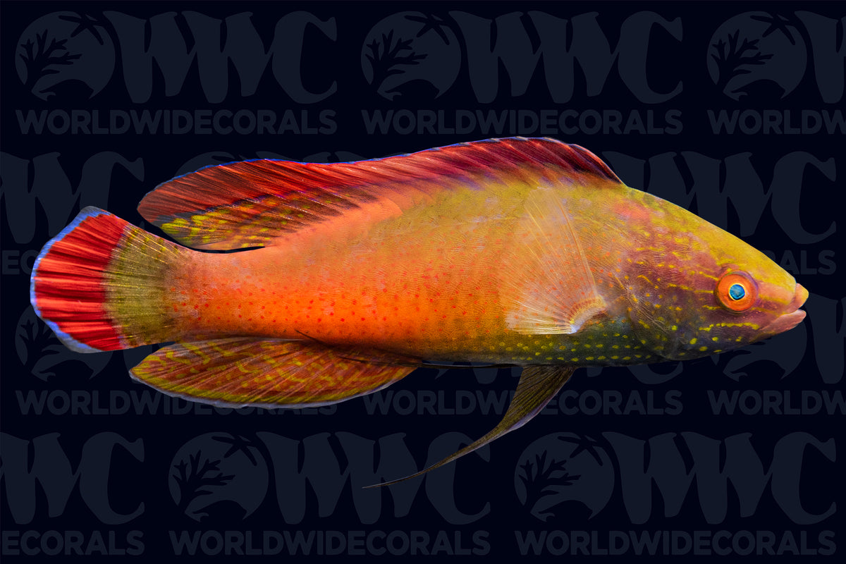 Pink Margin Fairy Wrasse - Male - Tonga