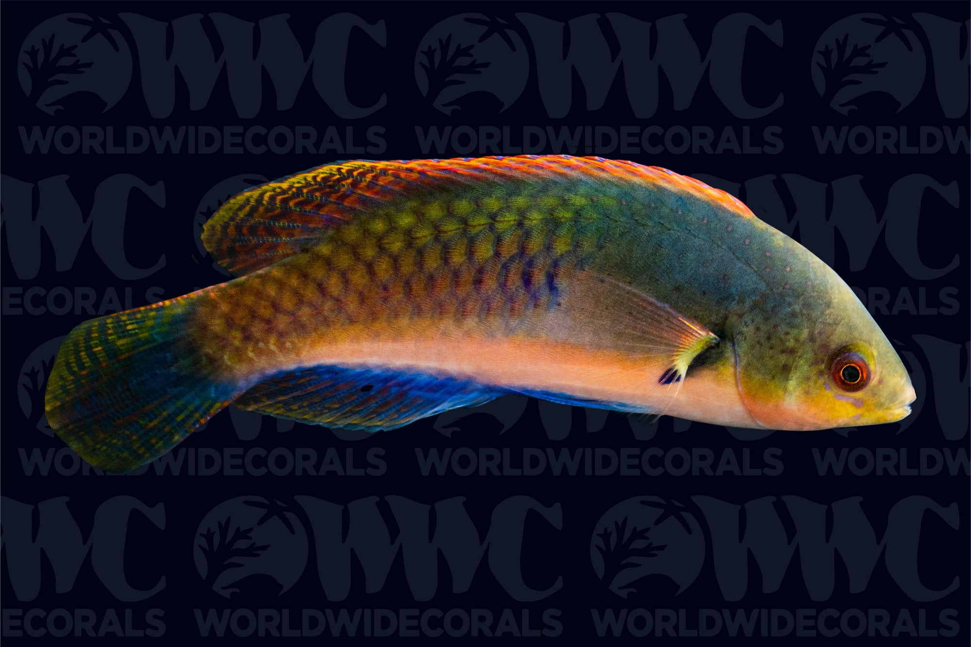 Yellow-Flanked Fairy Wrasse - Indonesia