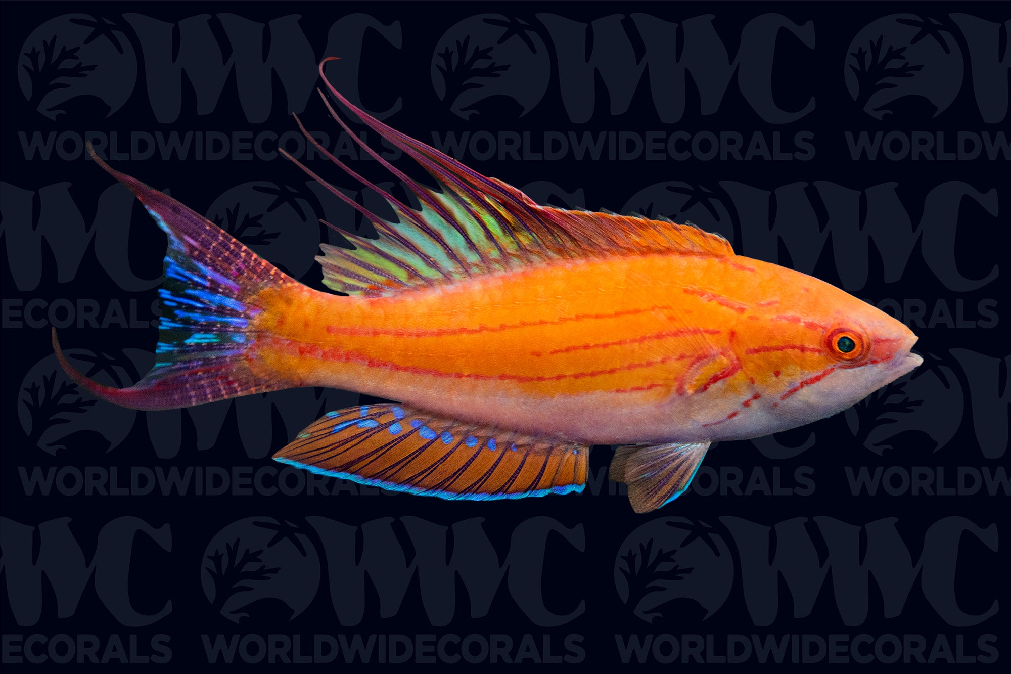 Filamented Flasher Wrasse - Male - Indonesia