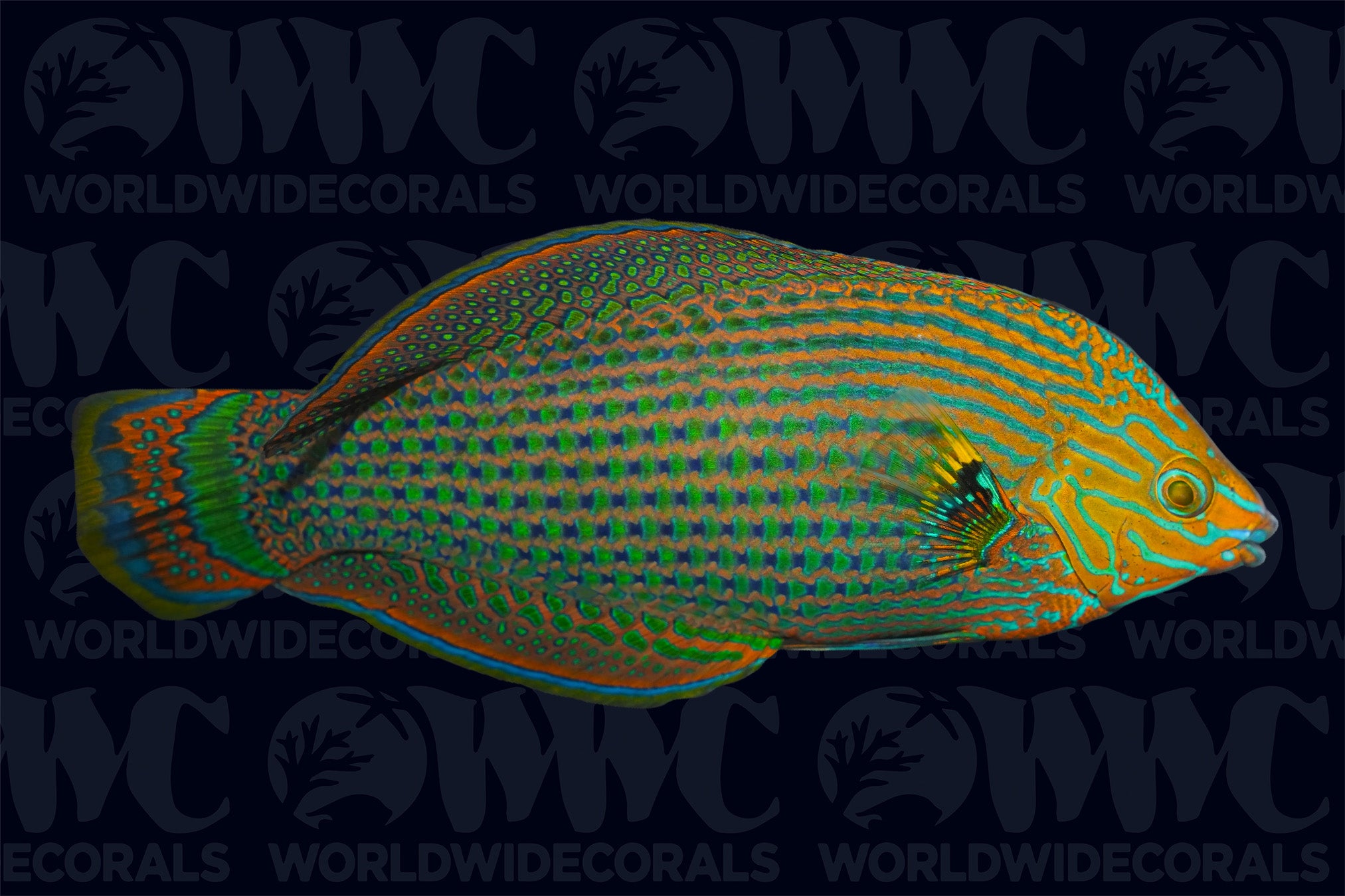 Dusky Margined Wrasse - Sri Lanka