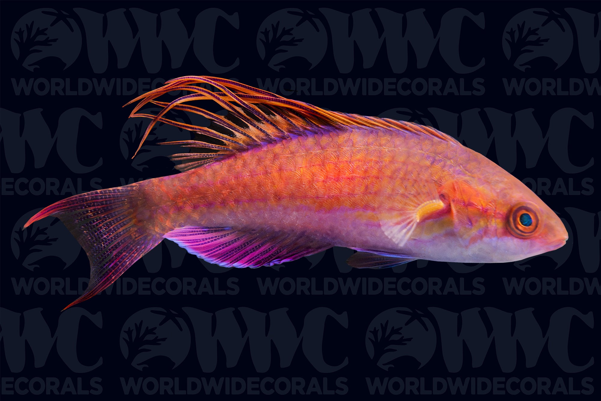 Blue Flasher Wrasse - Male - Philippines