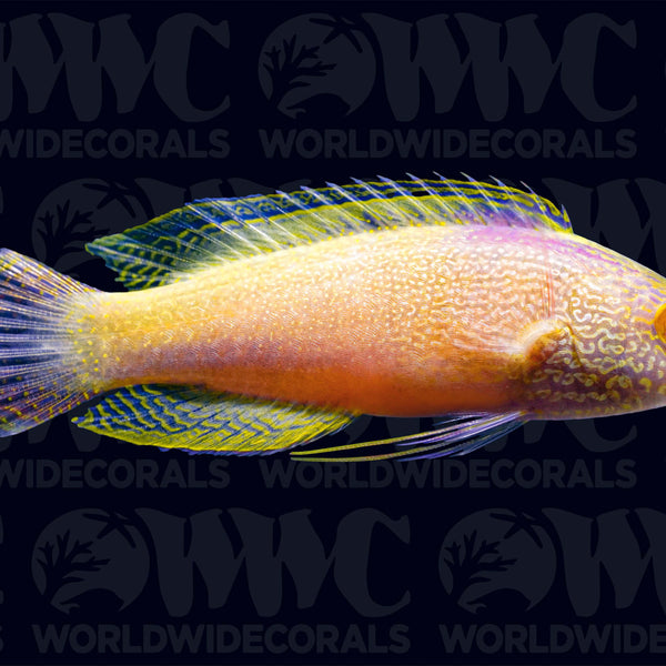 Rhomboid Fairy Wrasse - Super Male - Marshall Islands