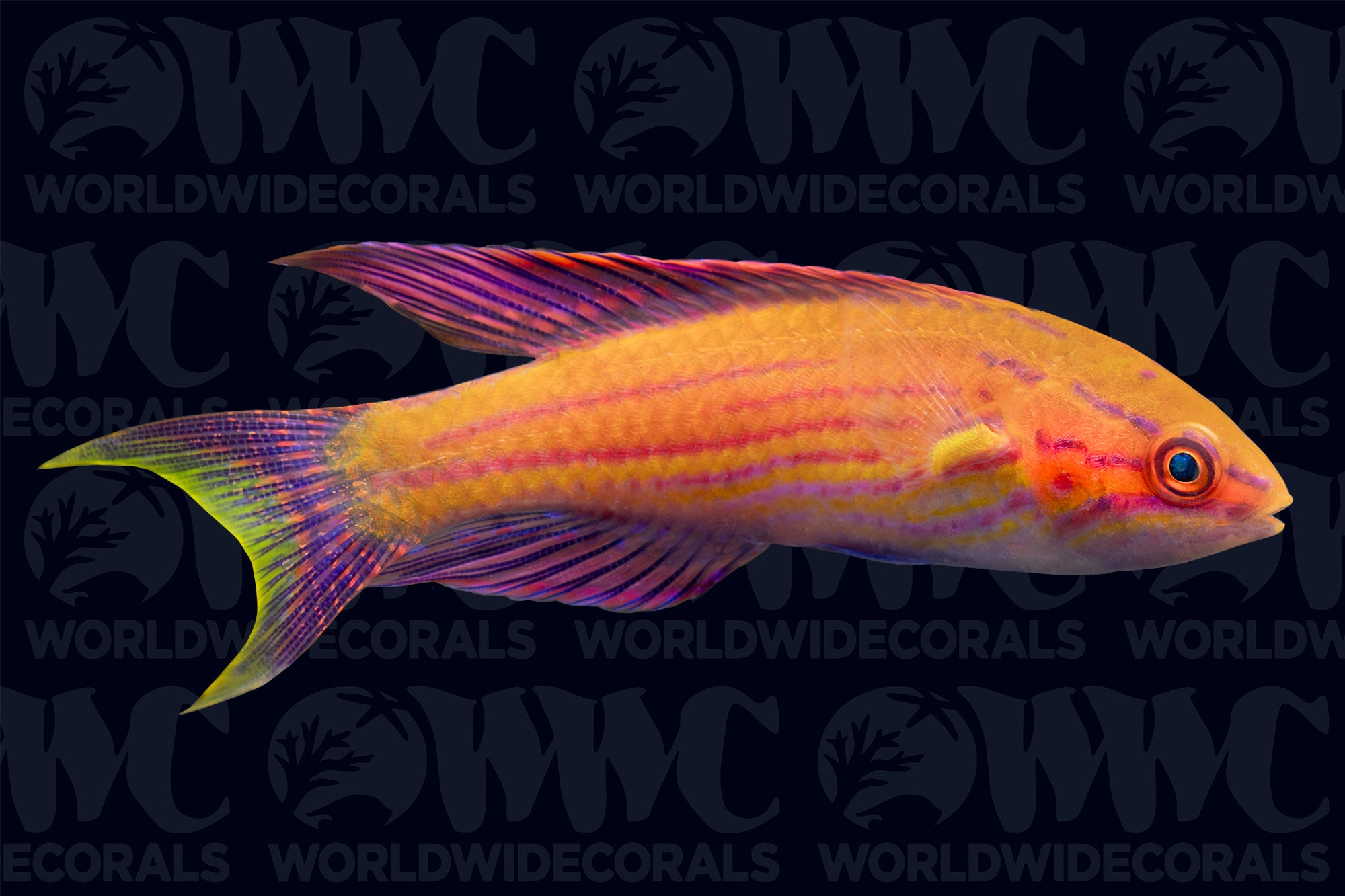 Royal Flasher Wrasse- Male - Philippines