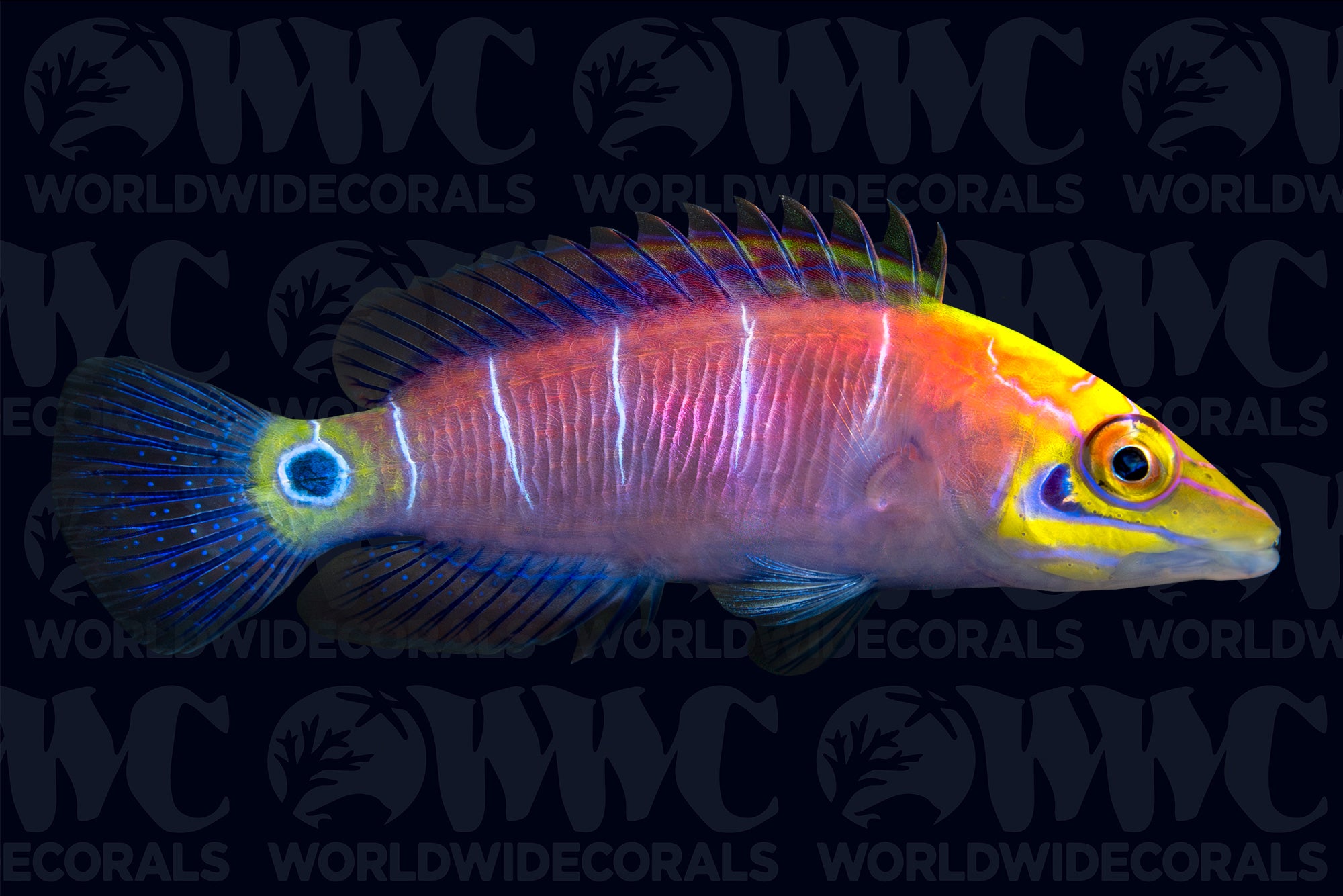 Mystery Wrasse - Philippines