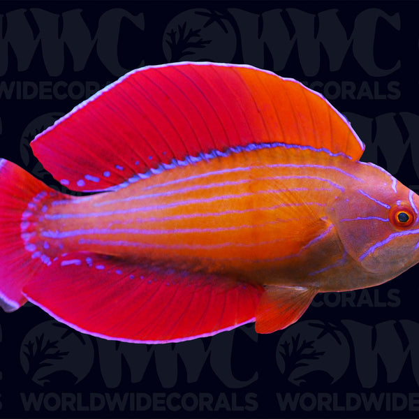 Red Sea Eightline Flasher Wrasse - Male - Djibouti