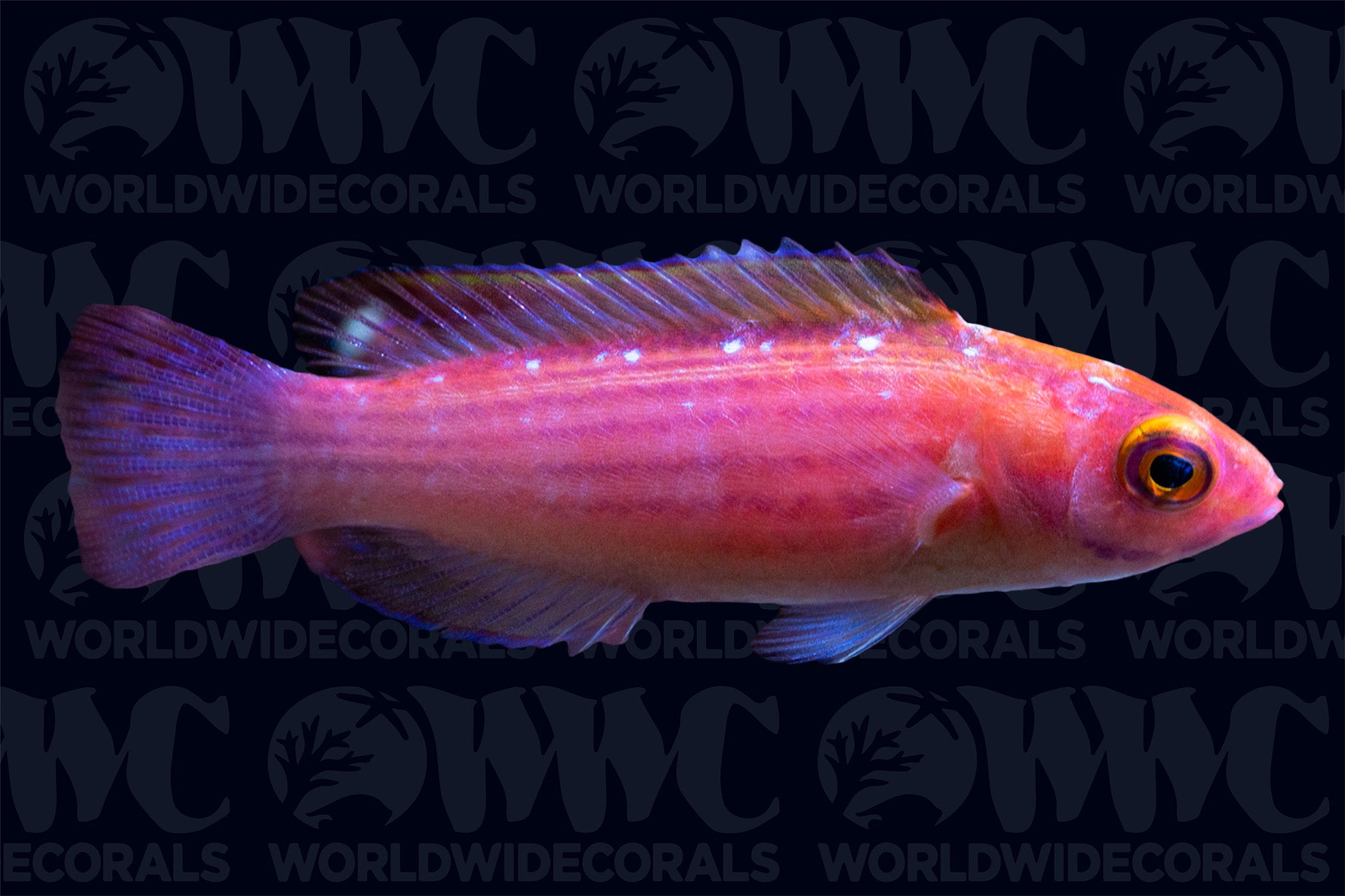 Earle's Fairy Wrasse - Male - Marshall Islands