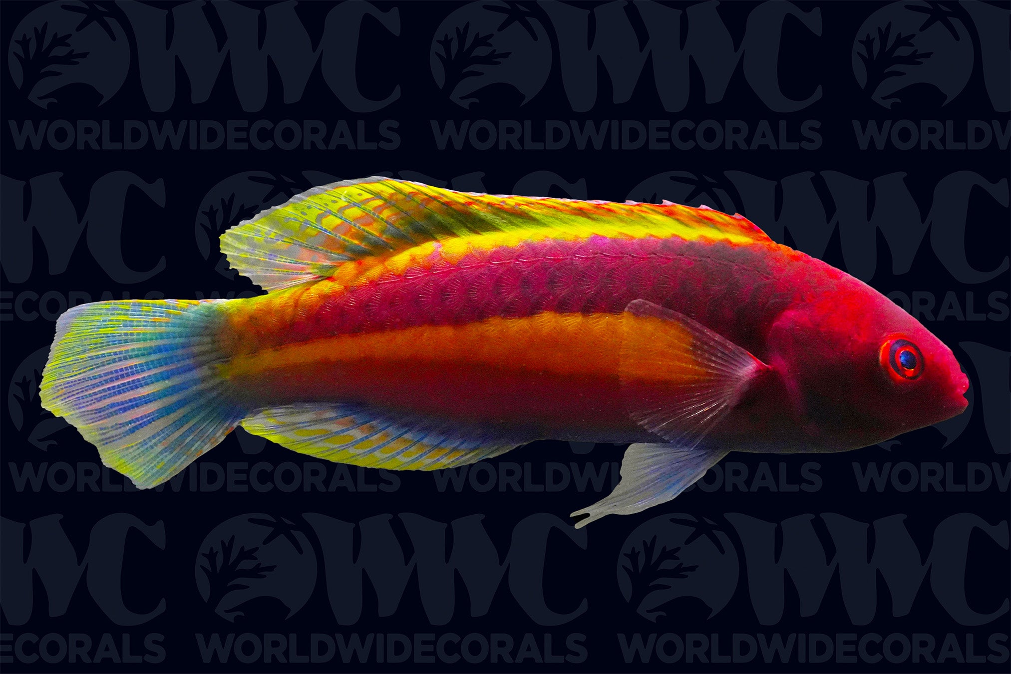 Yellow Band Velvet Wrasse - Male - Marshall Islands