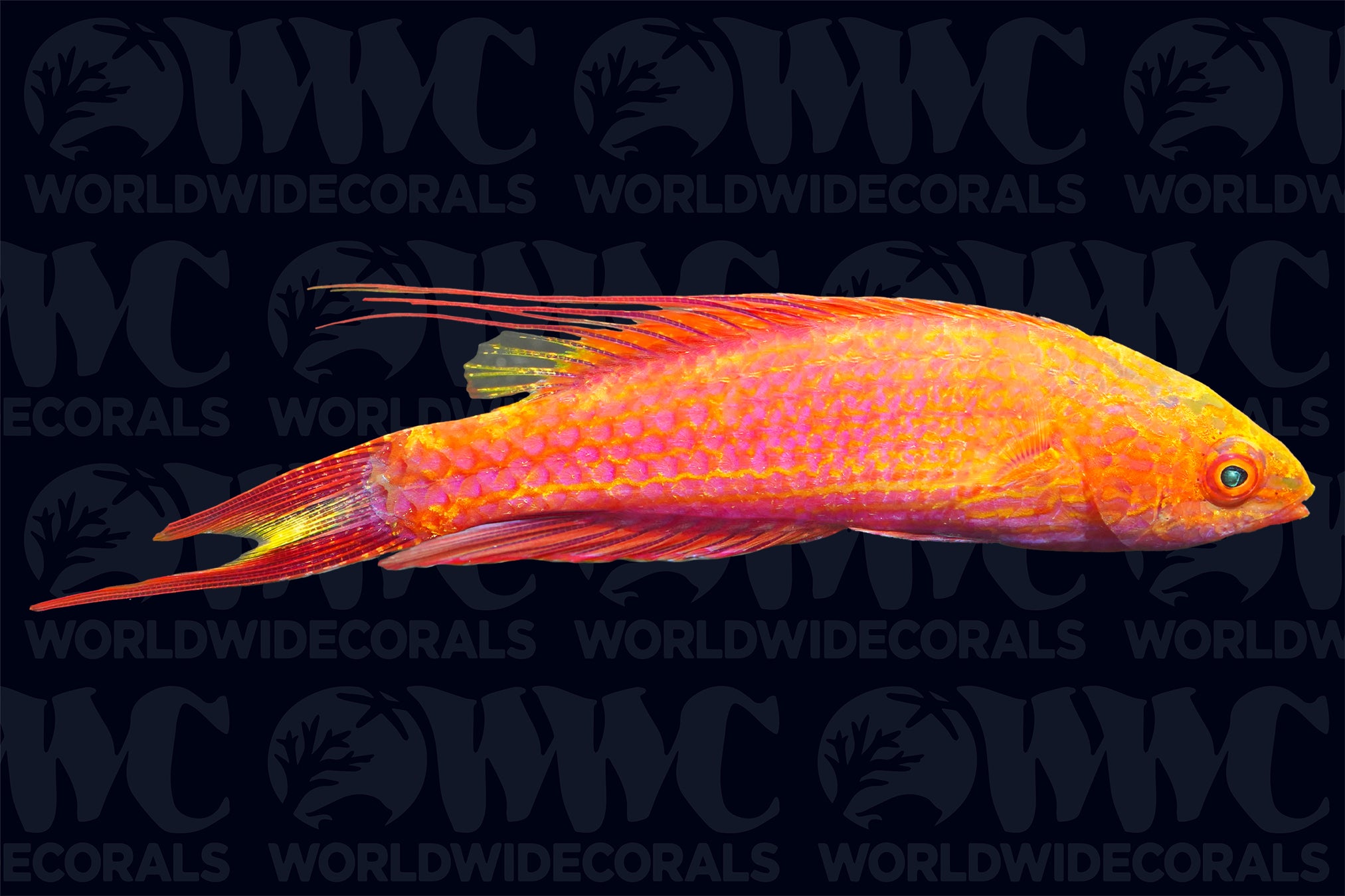 Bell's Flasher Wrasse - Marshall Islands