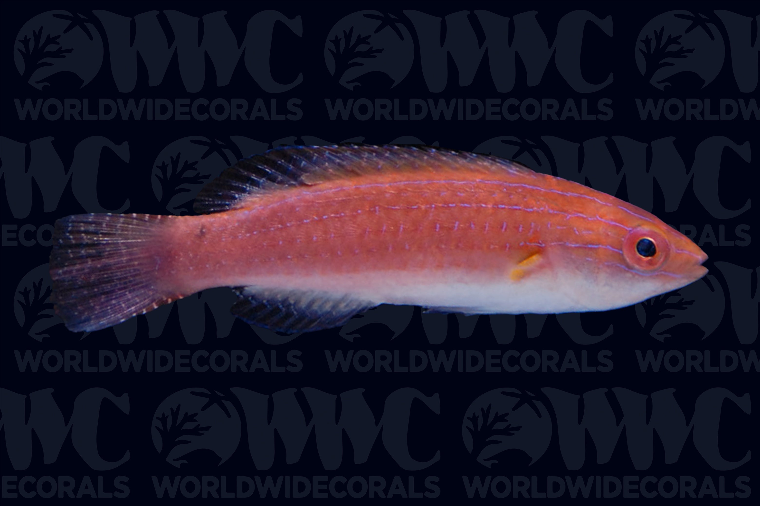 Monsoon Fairy Wrasse - Australia