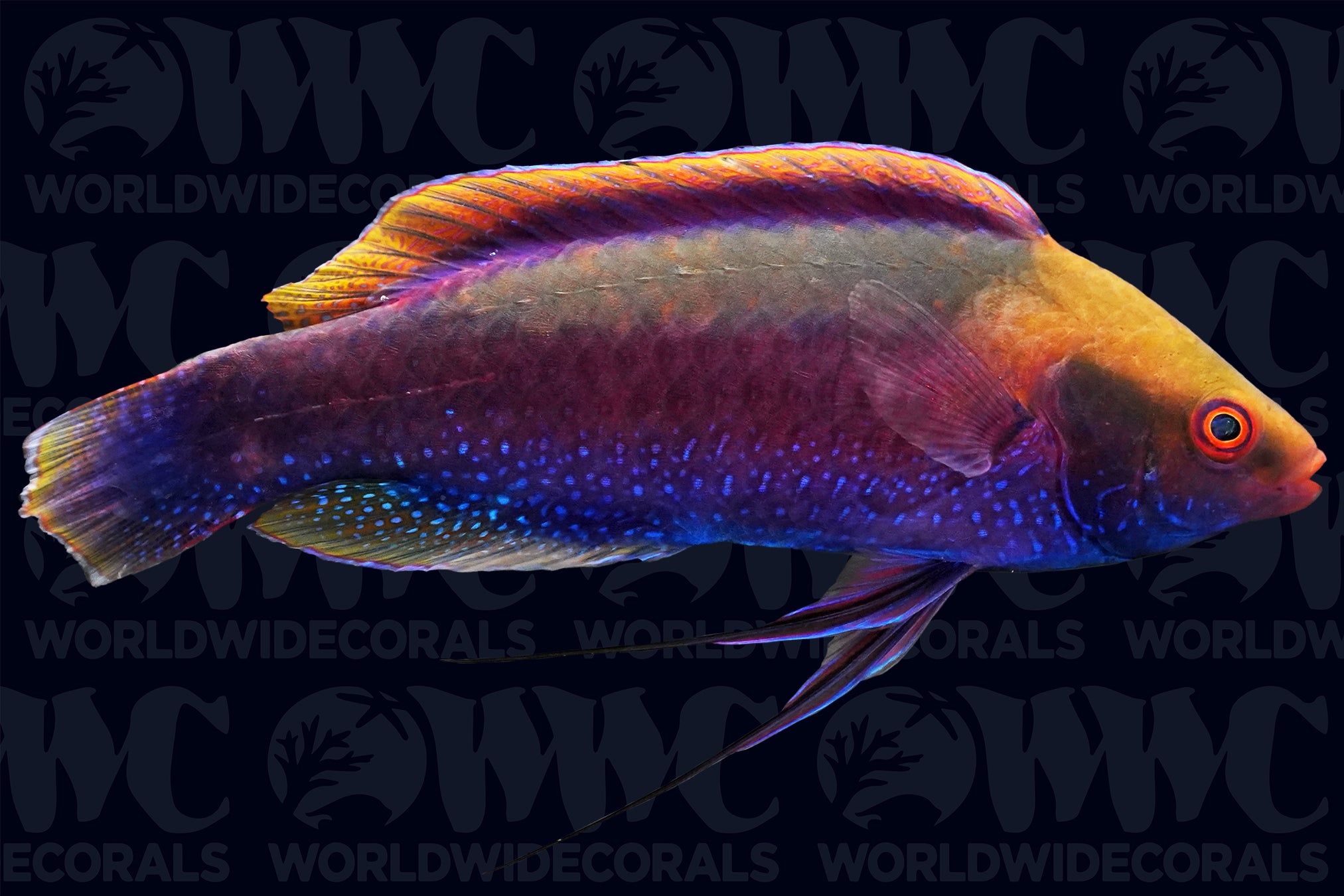 Beau's Fairy Wrasse - Male - Melanesia