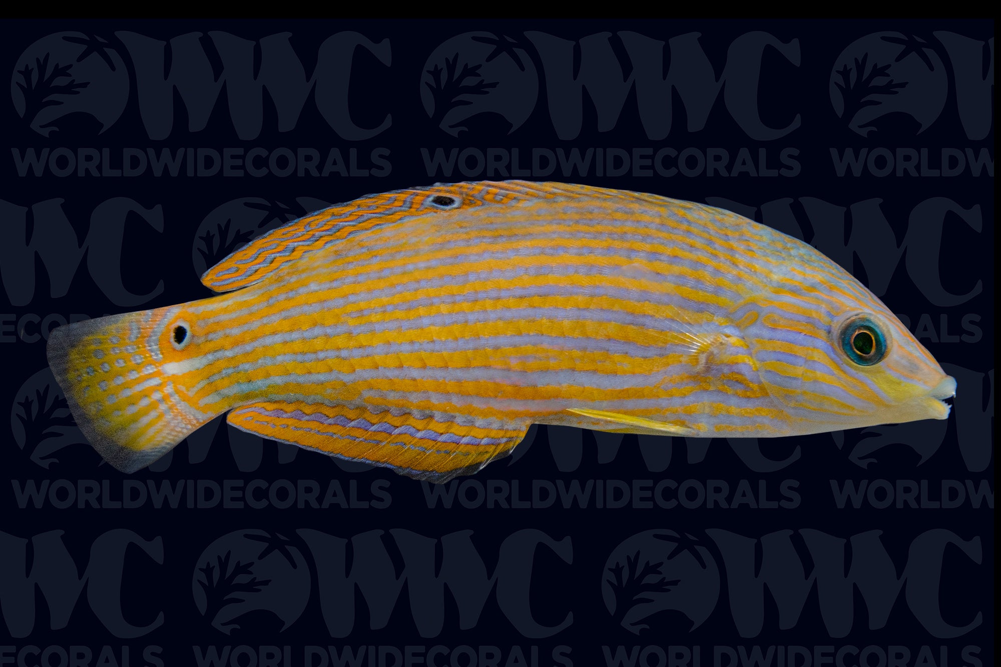 Vroliki Wrasse - Juvenile/Female - Sri Lanka