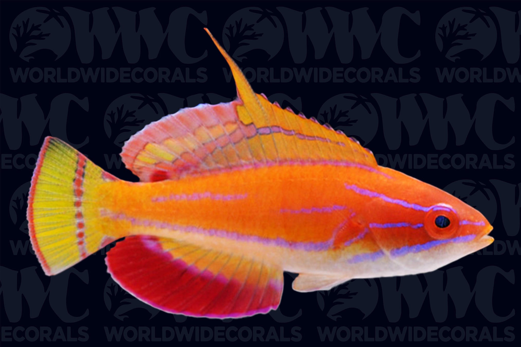 McCosker's Flasher Wrasse - Male - Maldives