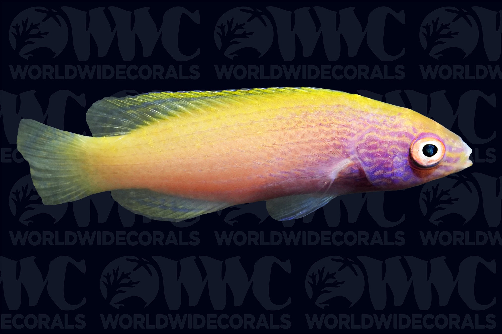 Rhomboid Fairy Wrasse - Central Pacific