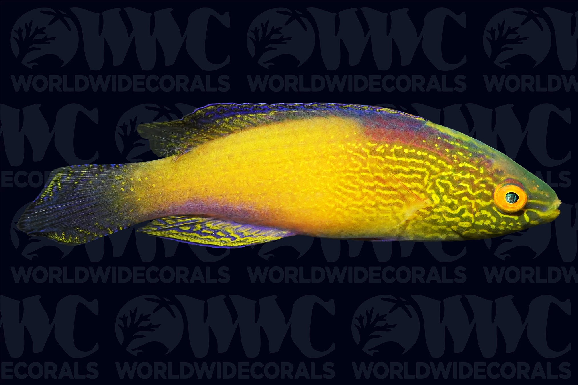 Rhomboid Fairy Wrasse - Super Male - Central Pacific