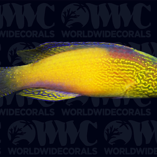 Rhomboid Fairy Wrasse - Super Male - Central Pacific
