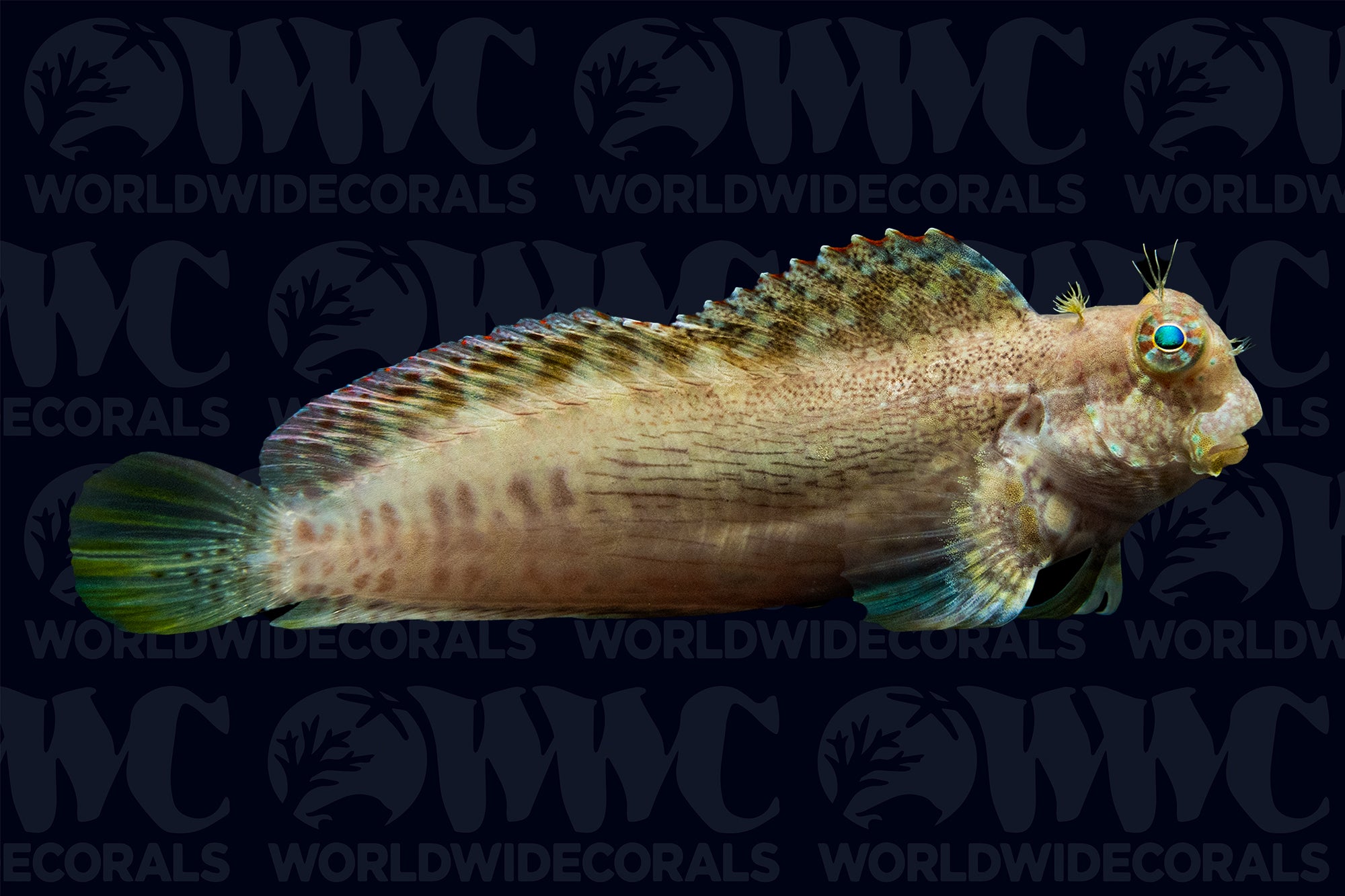 Sailfin Algae Blenny - Indonesia