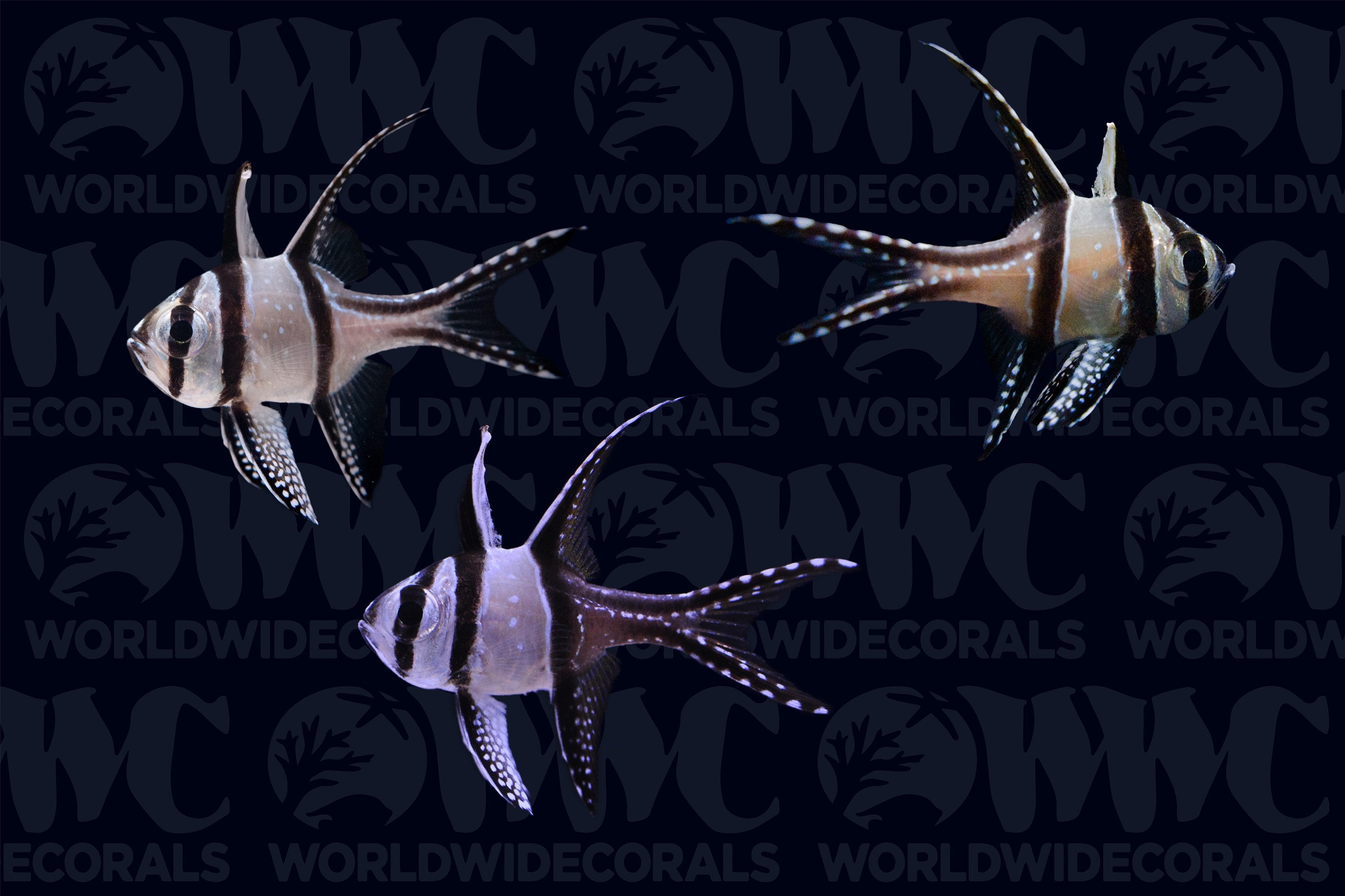 Banggai Cardinalfish - Aquacultured (3-Lot) - Thailand